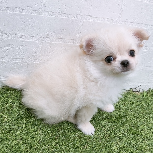 岐阜県のチワワ(ロング) (ワンニャンハウス岐阜柳津店/2025年11月17日生まれ/男の子/クリーム)の子犬の3枚目の画像