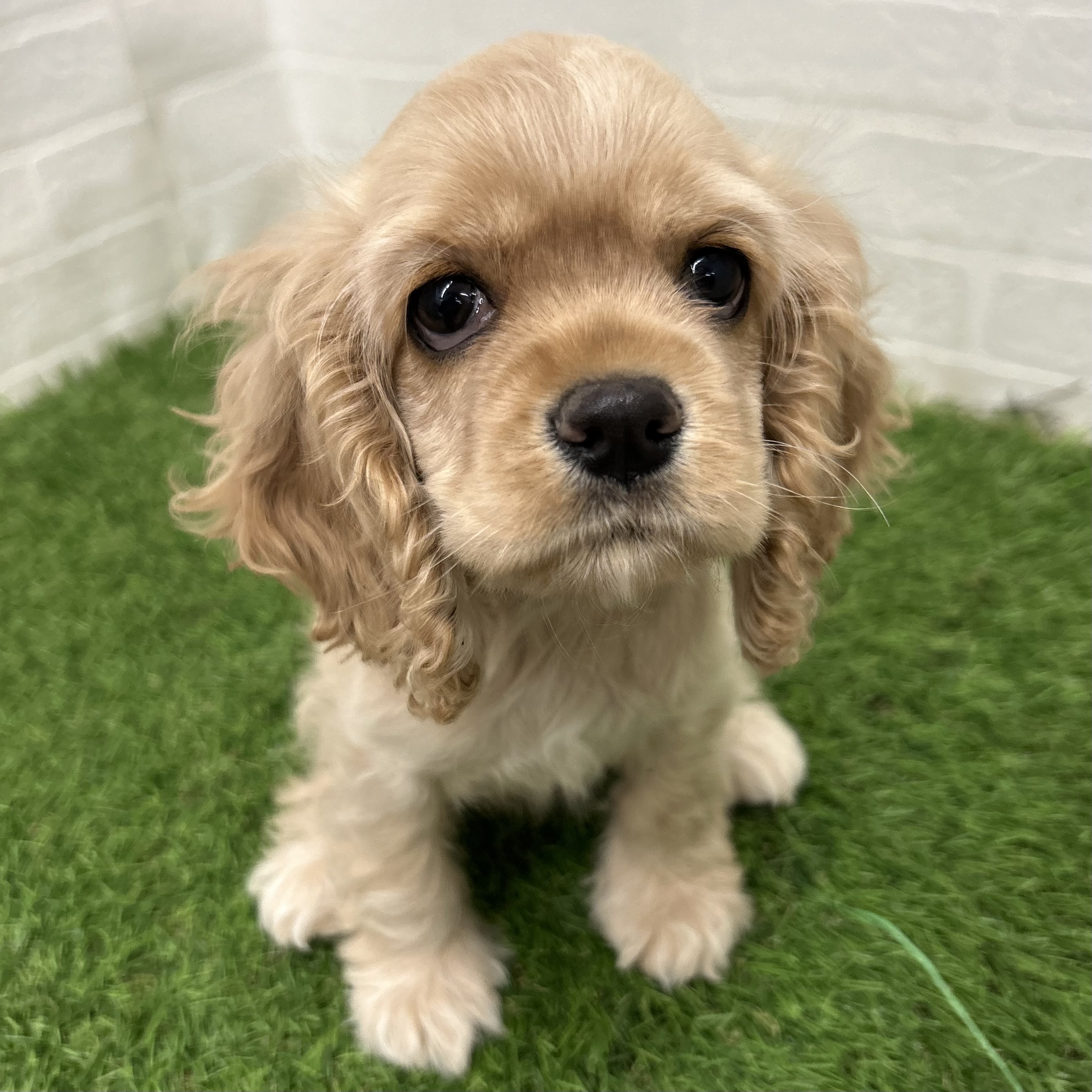 岐阜県のアメリカンコッカースパニエル (ワンニャンハウス岐阜柳津店/2025年11月1日生まれ/女の子/バフ)の子犬の2枚目の画像