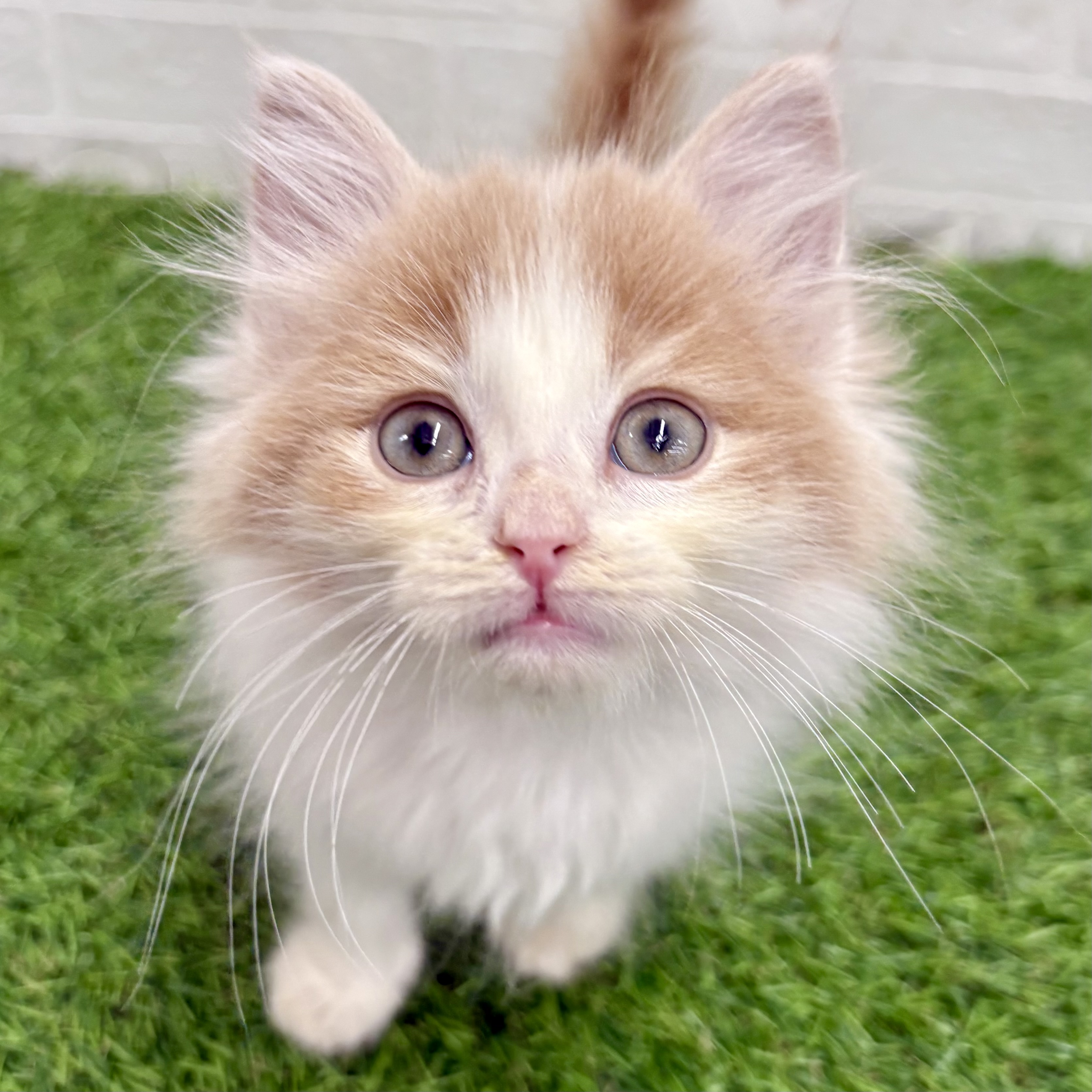 岐阜県のノルウェージャンフォレストキャット (ワンニャンハウス岐阜柳津店/2025年10月28日生まれ/男の子/クリームタビーホワイト)の子猫の3枚目の画像