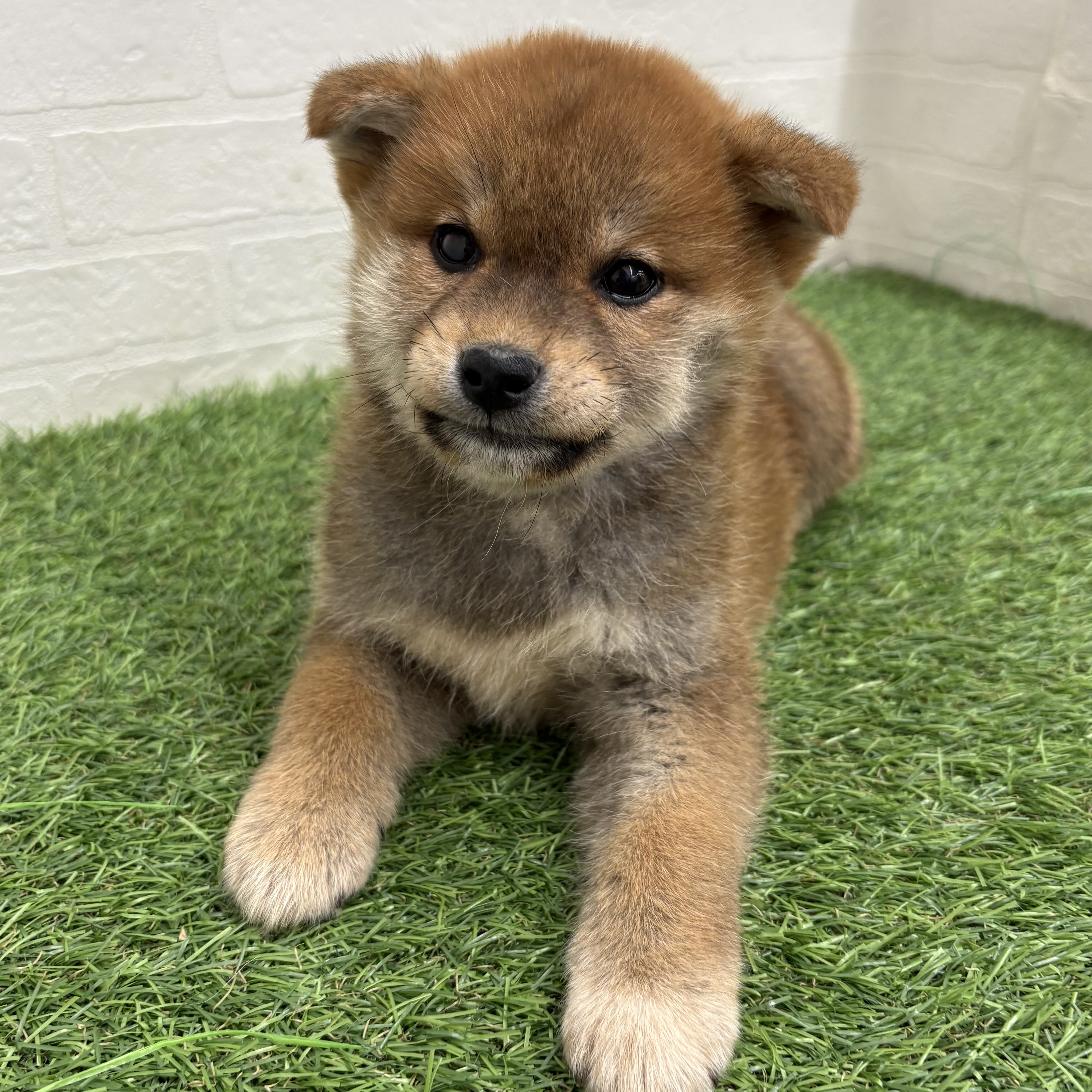 岐阜県の柴犬(標準サイズ) (ワンニャンハウス岐阜柳津店/2026年1月29日生まれ/男の子/赤)の子犬の3枚目の画像