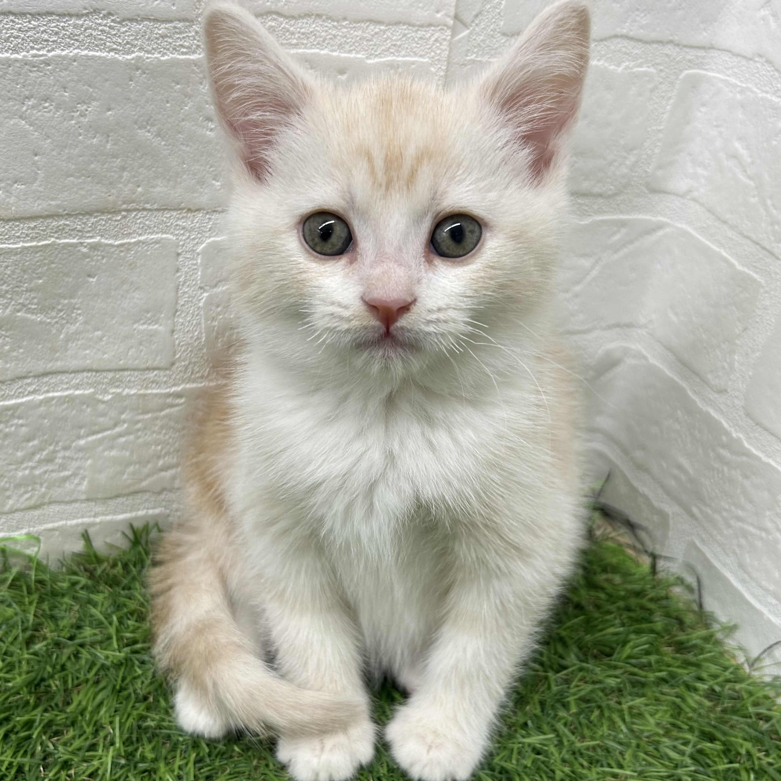 岐阜県のスコティッシュフォールド (ワンニャンハウス岐阜柳津店/2025年10月16日生まれ/男の子/レッドタビーホワイト)の子猫の1枚目の画像