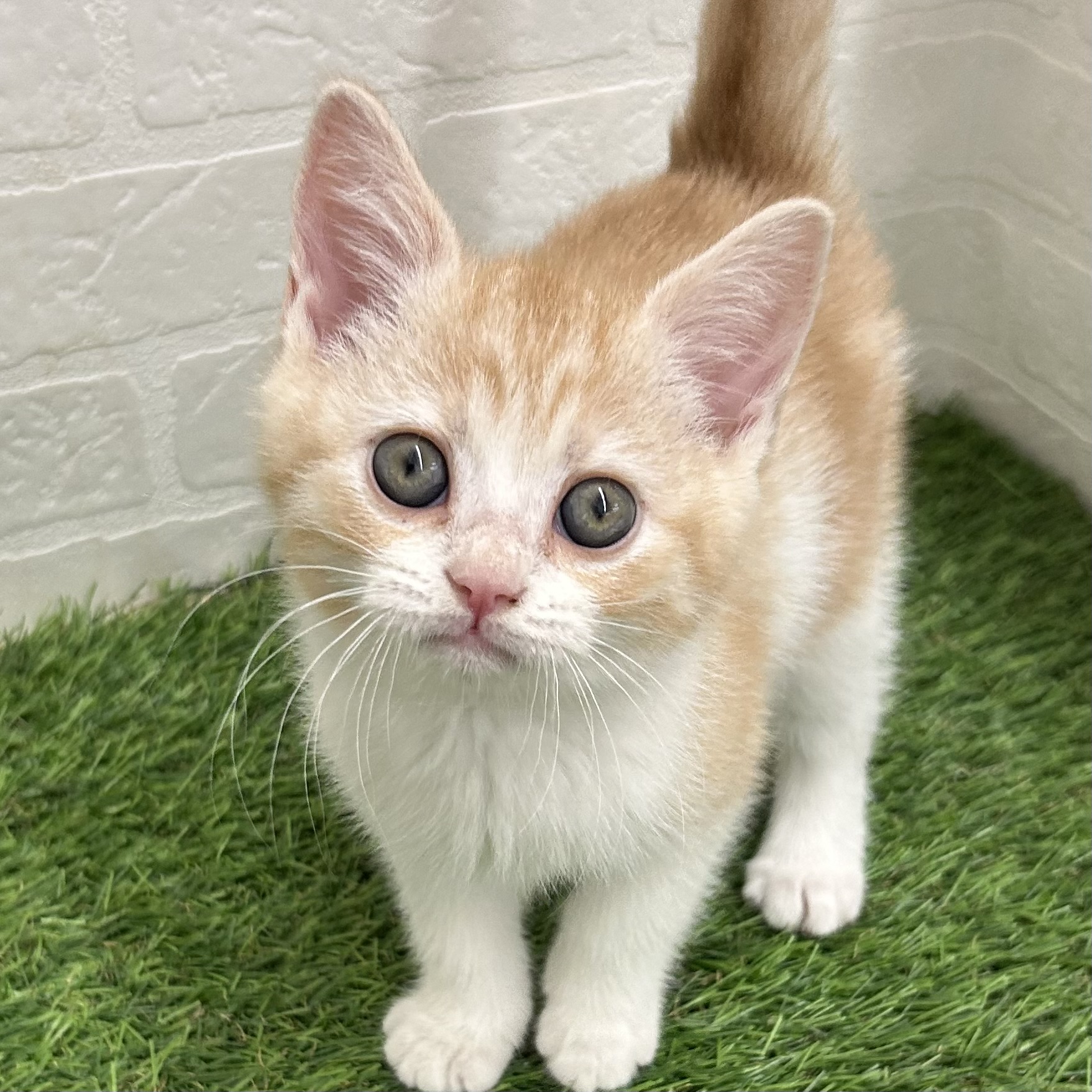 岐阜県のスコティッシュフォールド (ワンニャンハウス岐阜柳津店/2025年10月16日生まれ/女の子/レッドタビーホワイト)の子猫の2枚目の画像