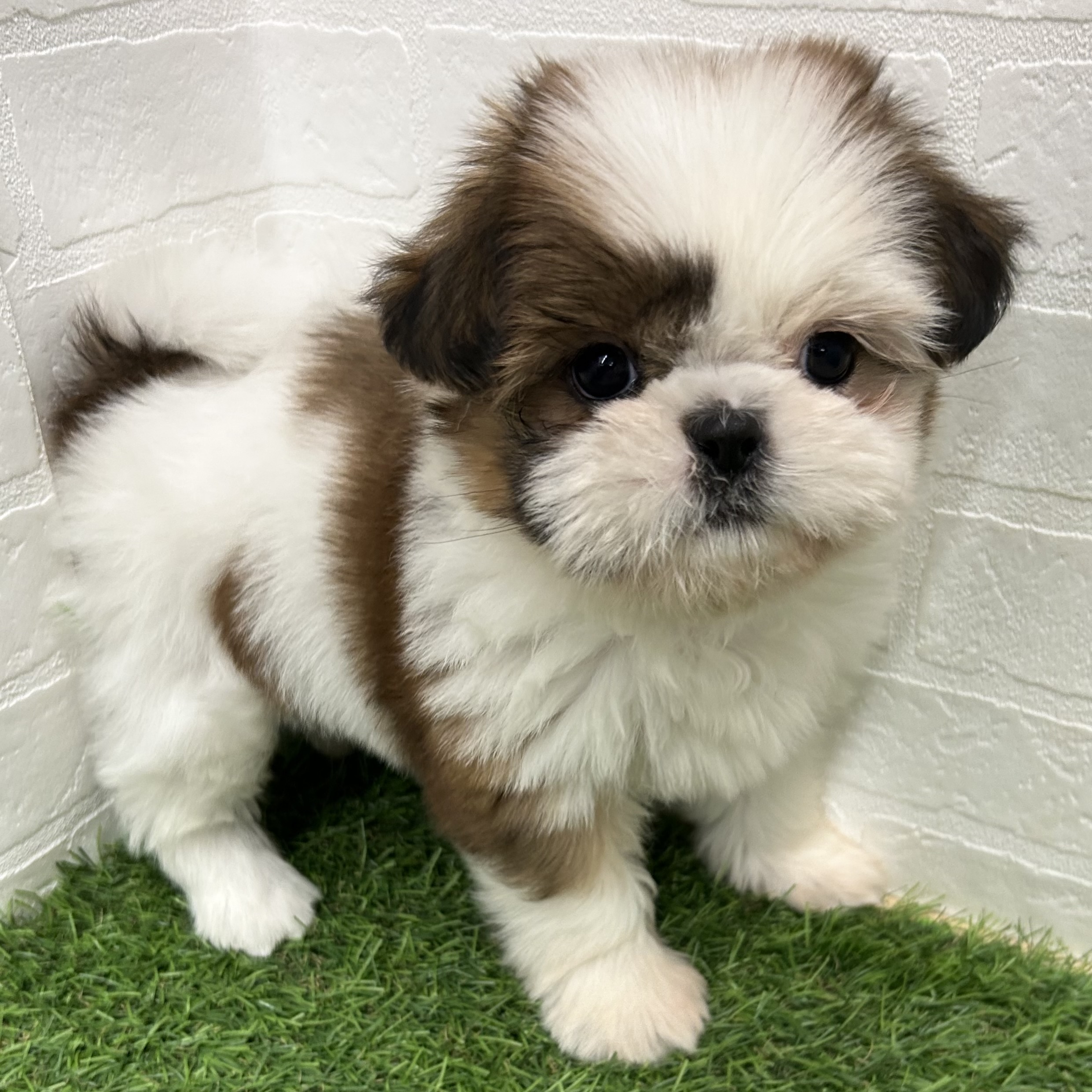 岐阜県のシーズー (ワンニャンハウス岐阜柳津店/2025年10月5日生まれ/女の子/ホワイトゴールド)の子犬の2枚目の画像