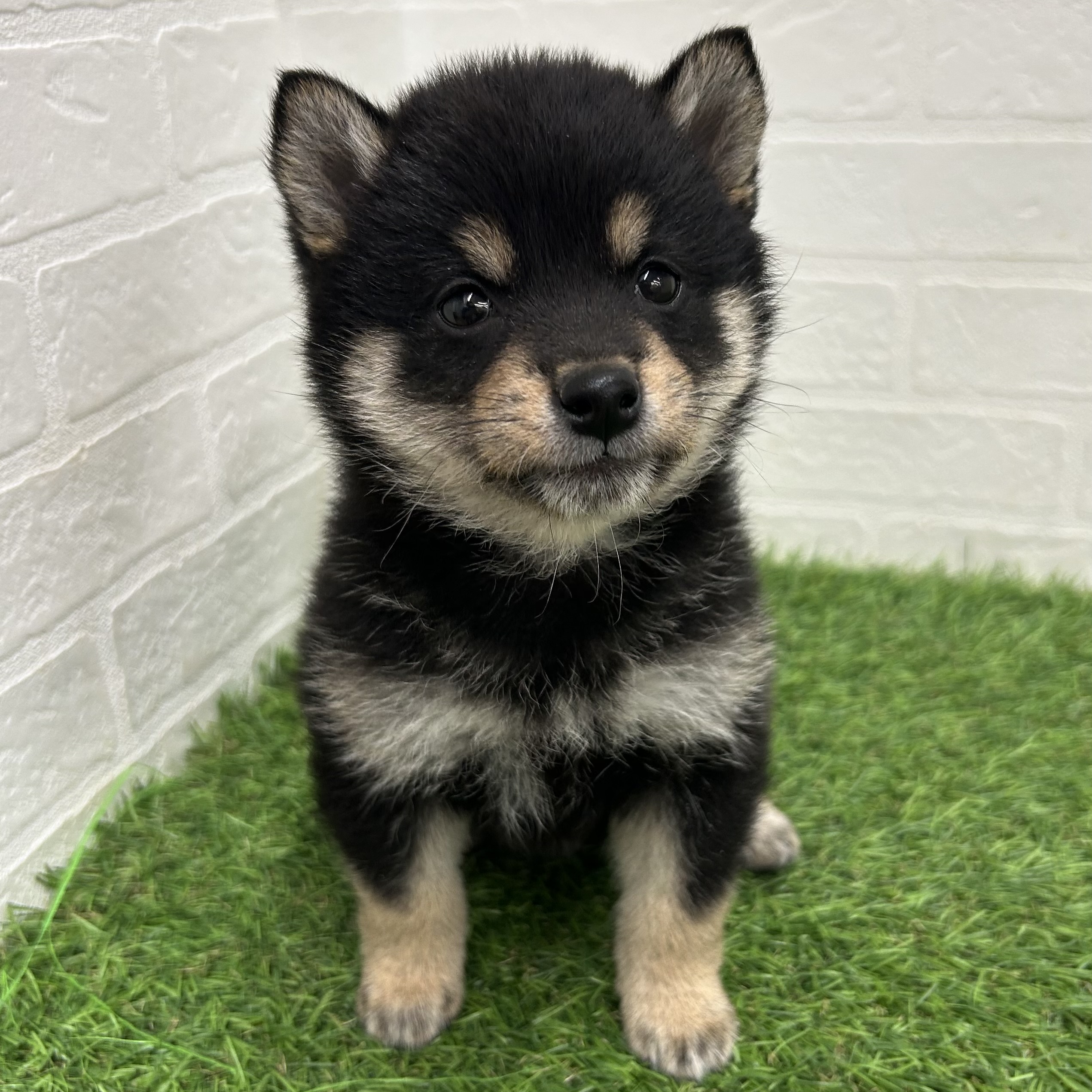 岐阜県の豆柴 (ワンニャンハウス岐阜柳津店/2025年10月20日生まれ/女の子/黒)の子犬の1枚目の画像