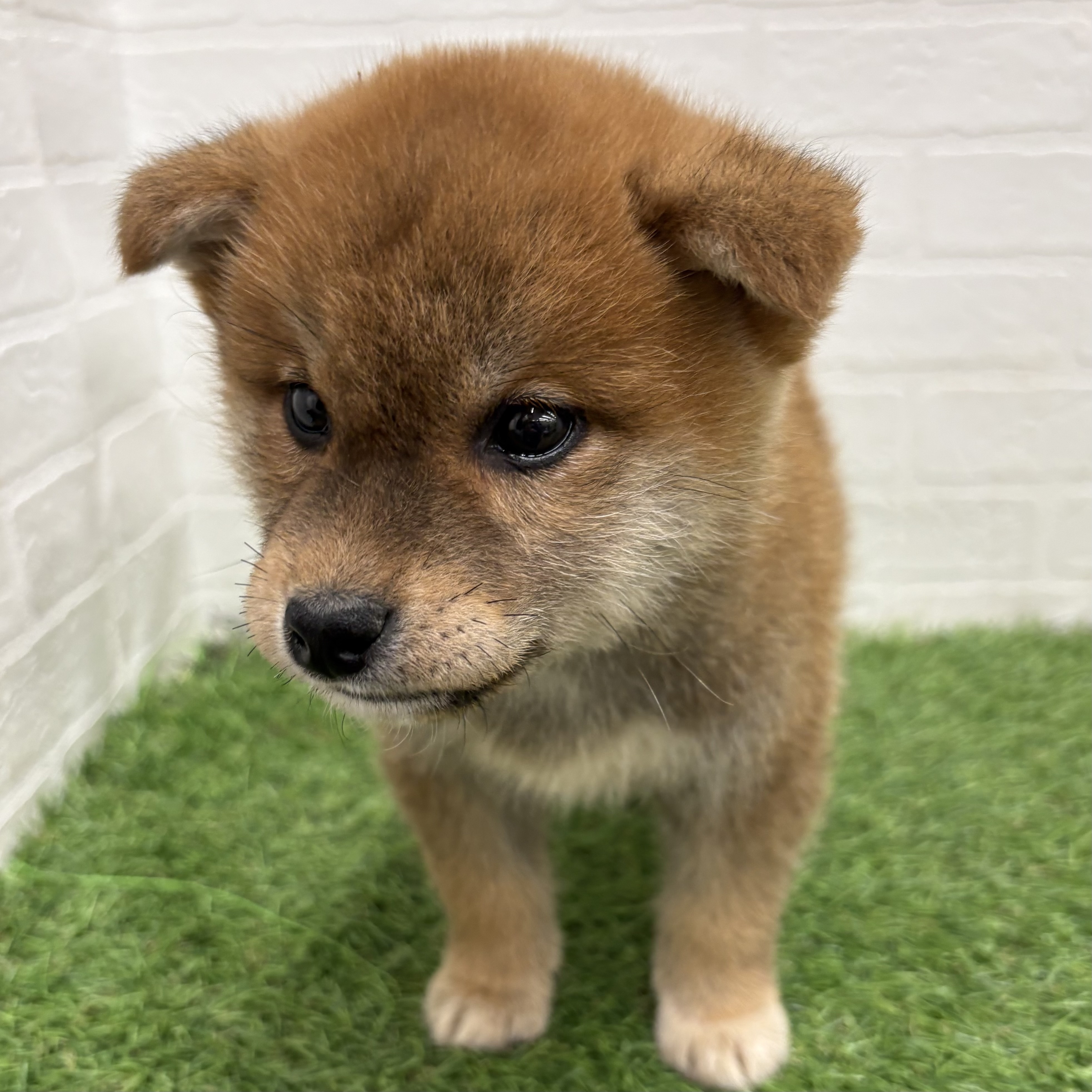 岐阜県の柴犬(標準サイズ) (ワンニャンハウス岐阜柳津店/2026年1月29日生まれ/男の子/赤)の子犬の4枚目の画像