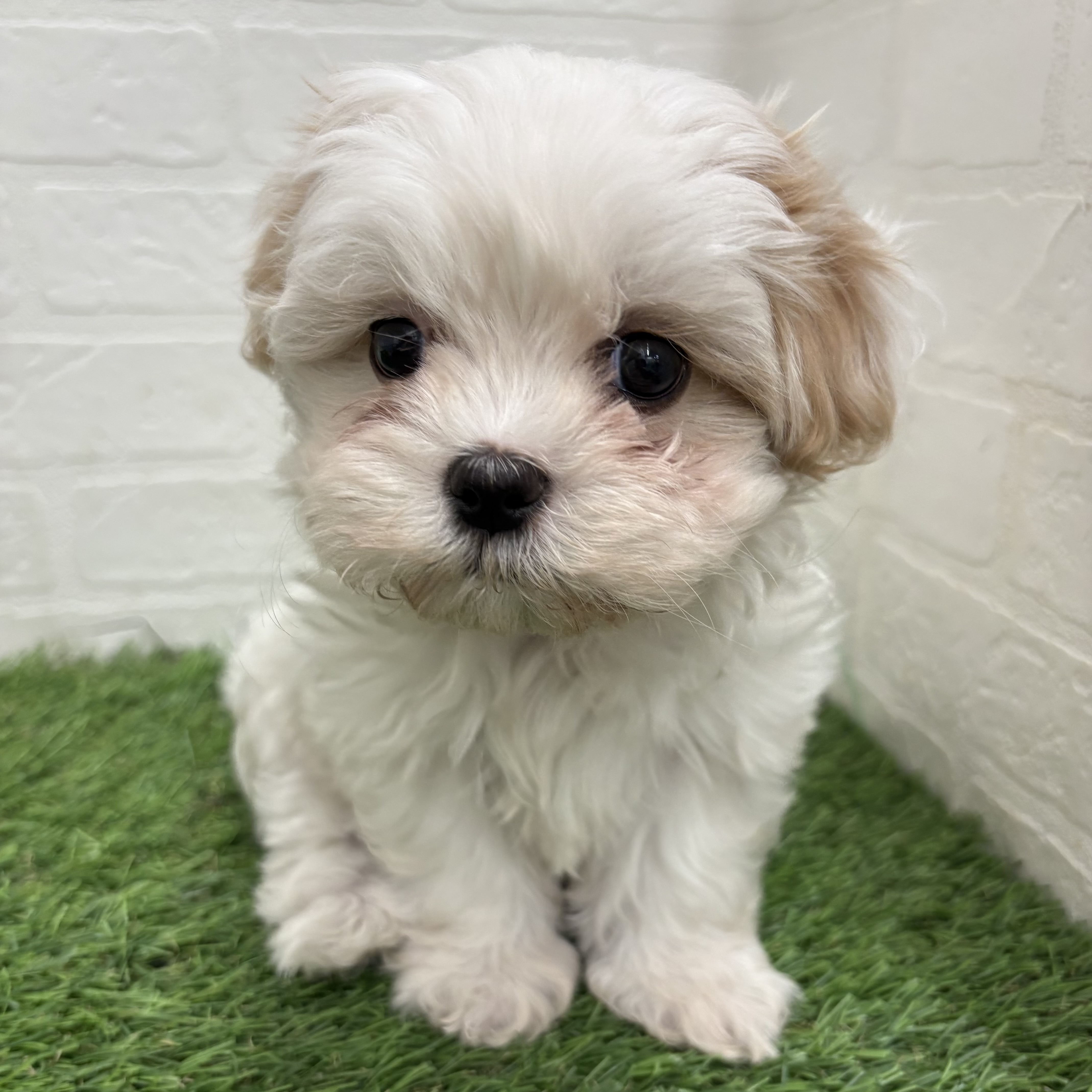 岐阜県のマルズー/マルシーズ(マルチーズ×シーズー) (ワンニャンハウス岐阜柳津店/2026年1月26日生まれ/女の子/ホワイトゴールド)の子犬の3枚目の画像