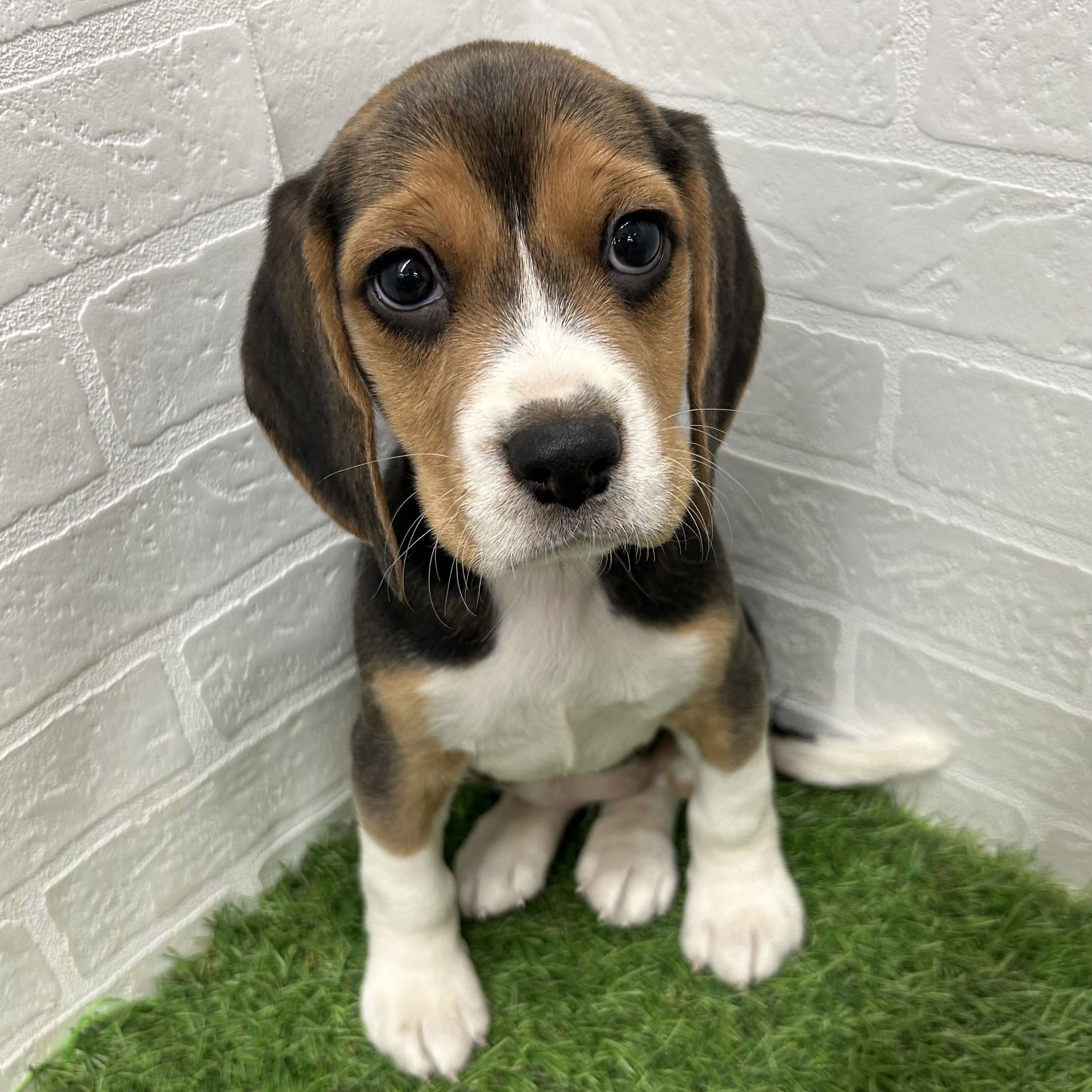 岐阜県のビーグル (ワンニャンハウス岐阜柳津店/2025年10月4日生まれ/女の子/ブラックタンホワイト)の子犬の1枚目の画像