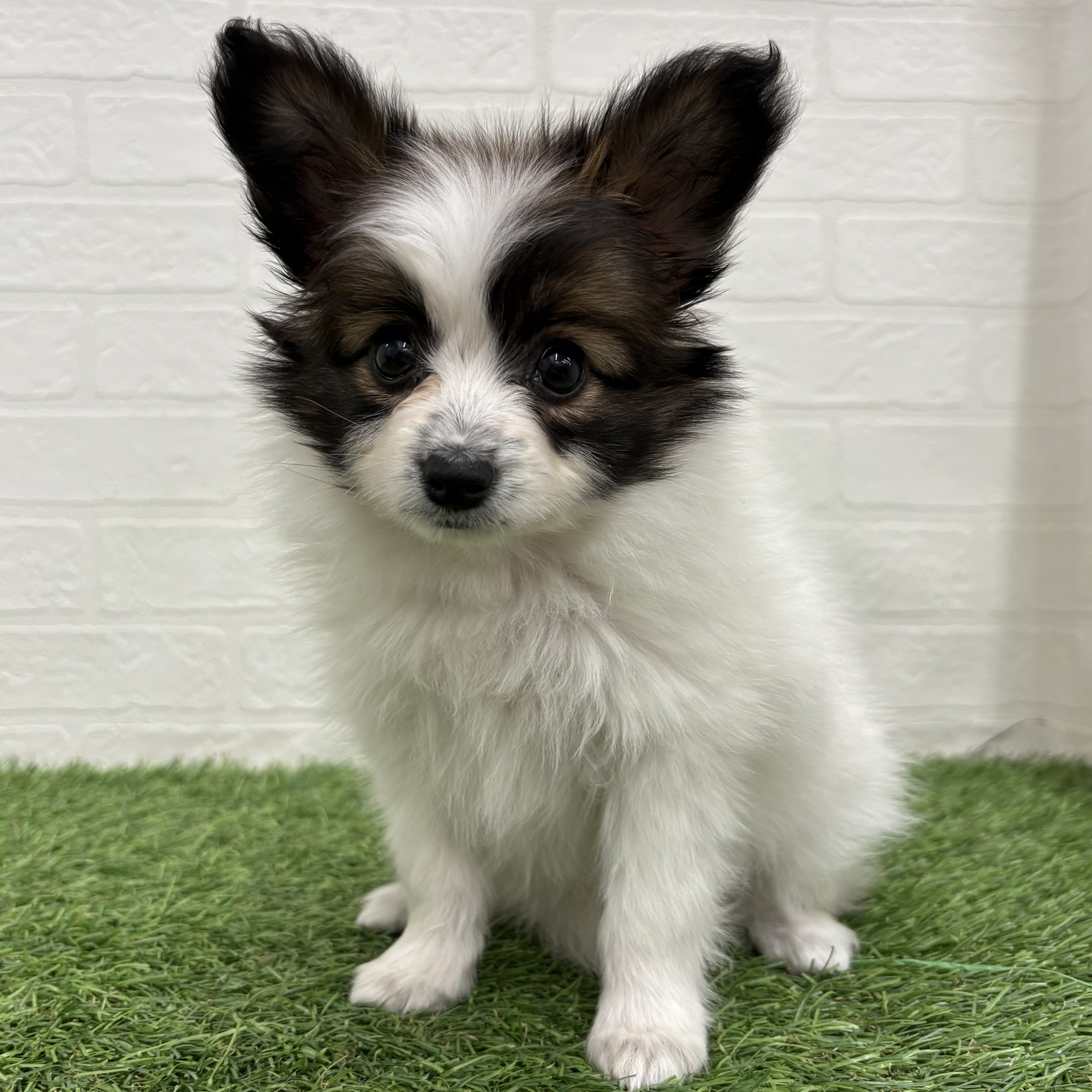 岐阜県のパピヨン (ワンニャンハウス岐阜柳津店/2026年1月27日生まれ/女の子/ホワイトブラウン)の子犬の1枚目の画像