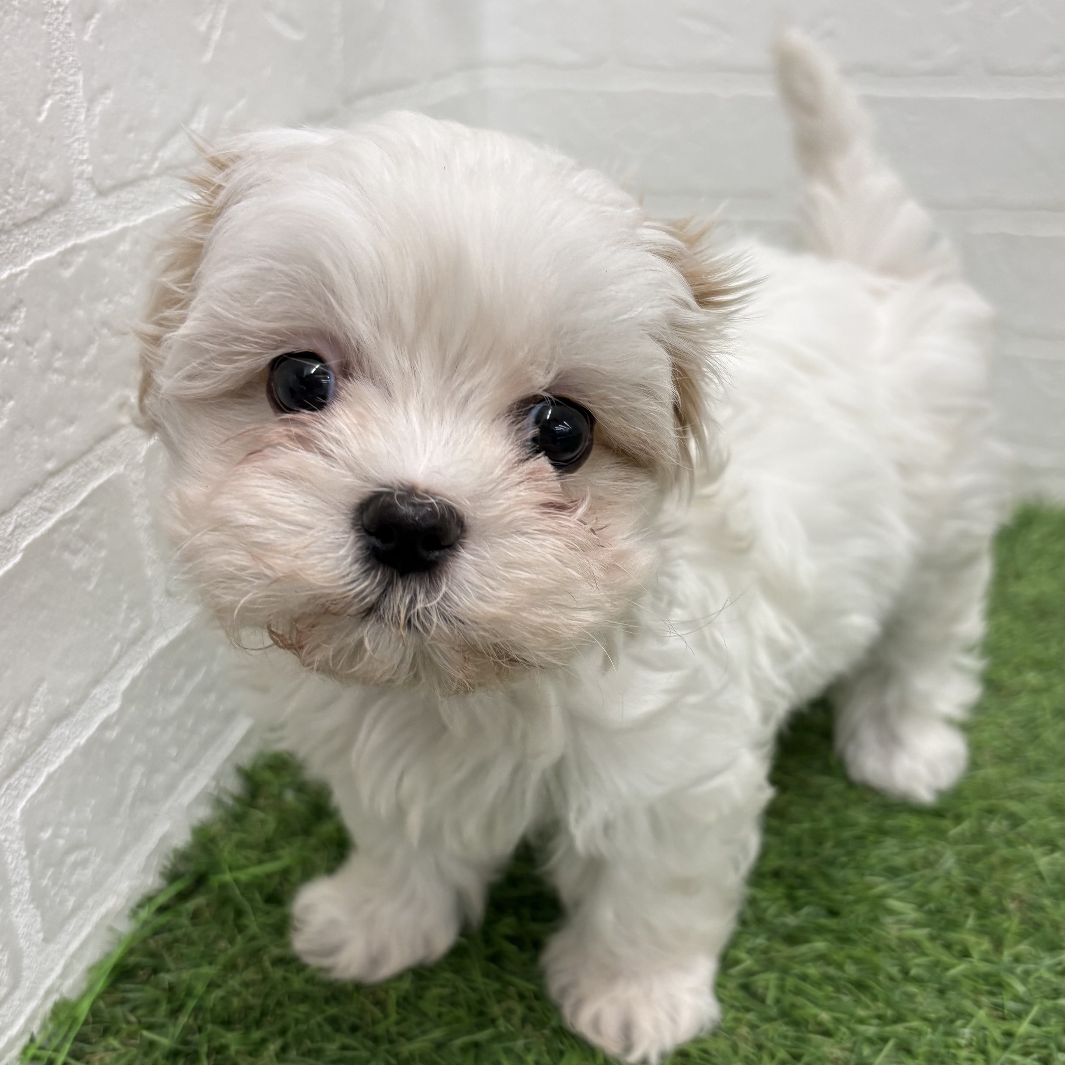 岐阜県のマルズー/マルシーズ(マルチーズ×シーズー) (ワンニャンハウス岐阜柳津店/2026年1月26日生まれ/女の子/ホワイトゴールド)の子犬の2枚目の画像