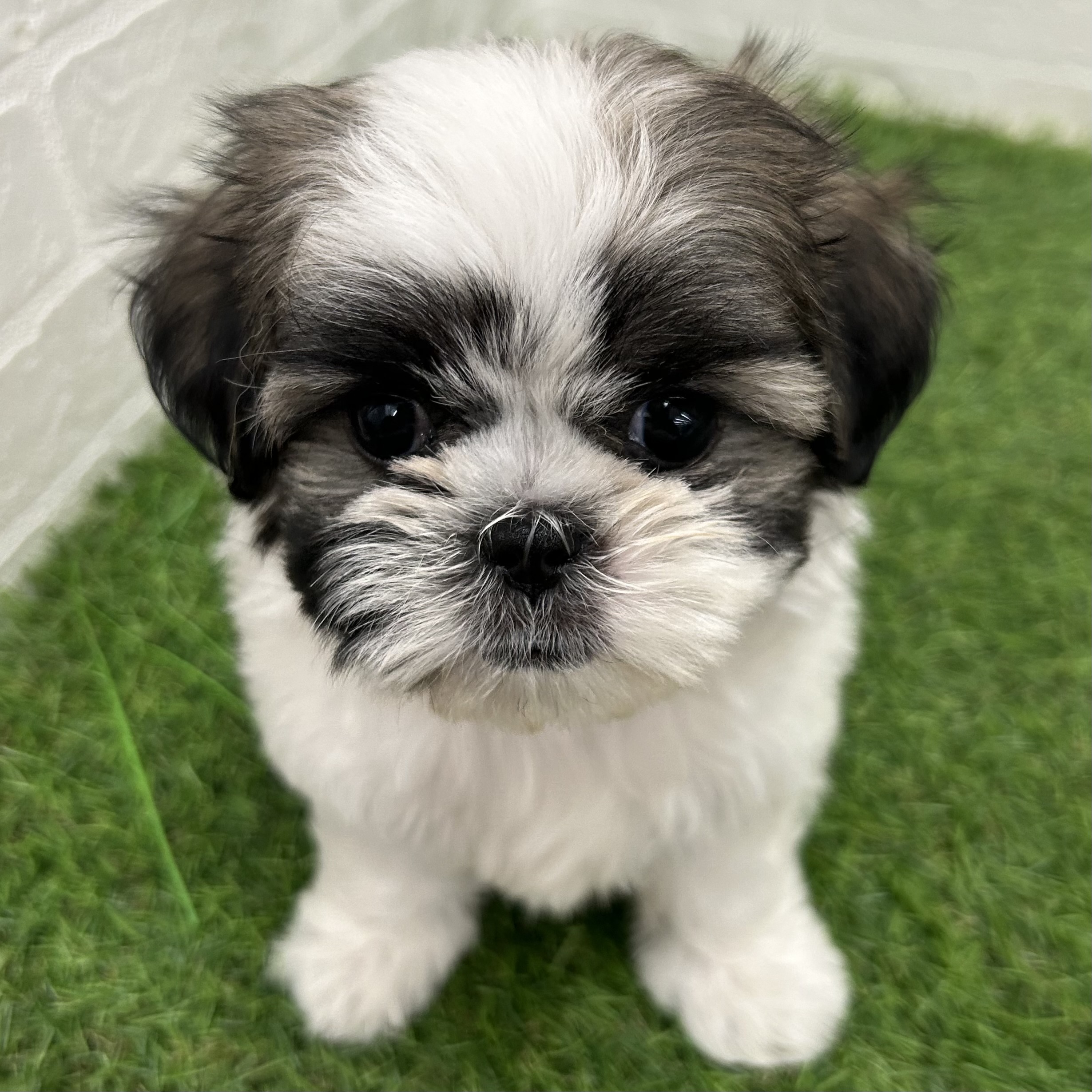 岐阜県のマルズー/マルシーズ(マルチーズ×シーズー) (ワンニャンハウス岐阜柳津店/2025年9月15日生まれ/女の子/ゴールドホワイト)の子犬の1枚目の画像