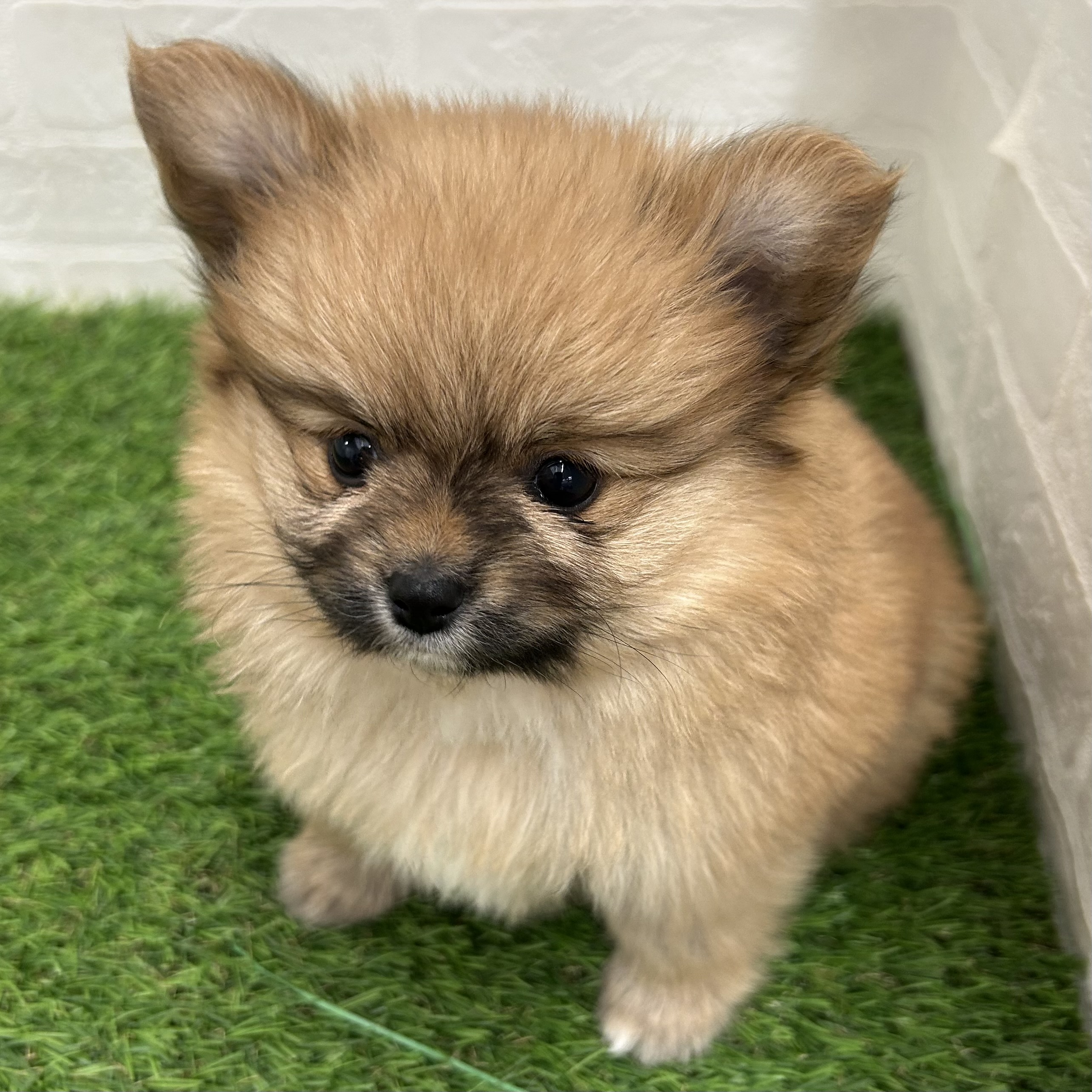 岐阜県のポメヨン/パピポメ/ポメパピ(ポメラニアン×パピヨン) (ワンニャンハウス岐阜柳津店/2025年10月13日生まれ/女の子/オレンジ)の子犬の2枚目の画像