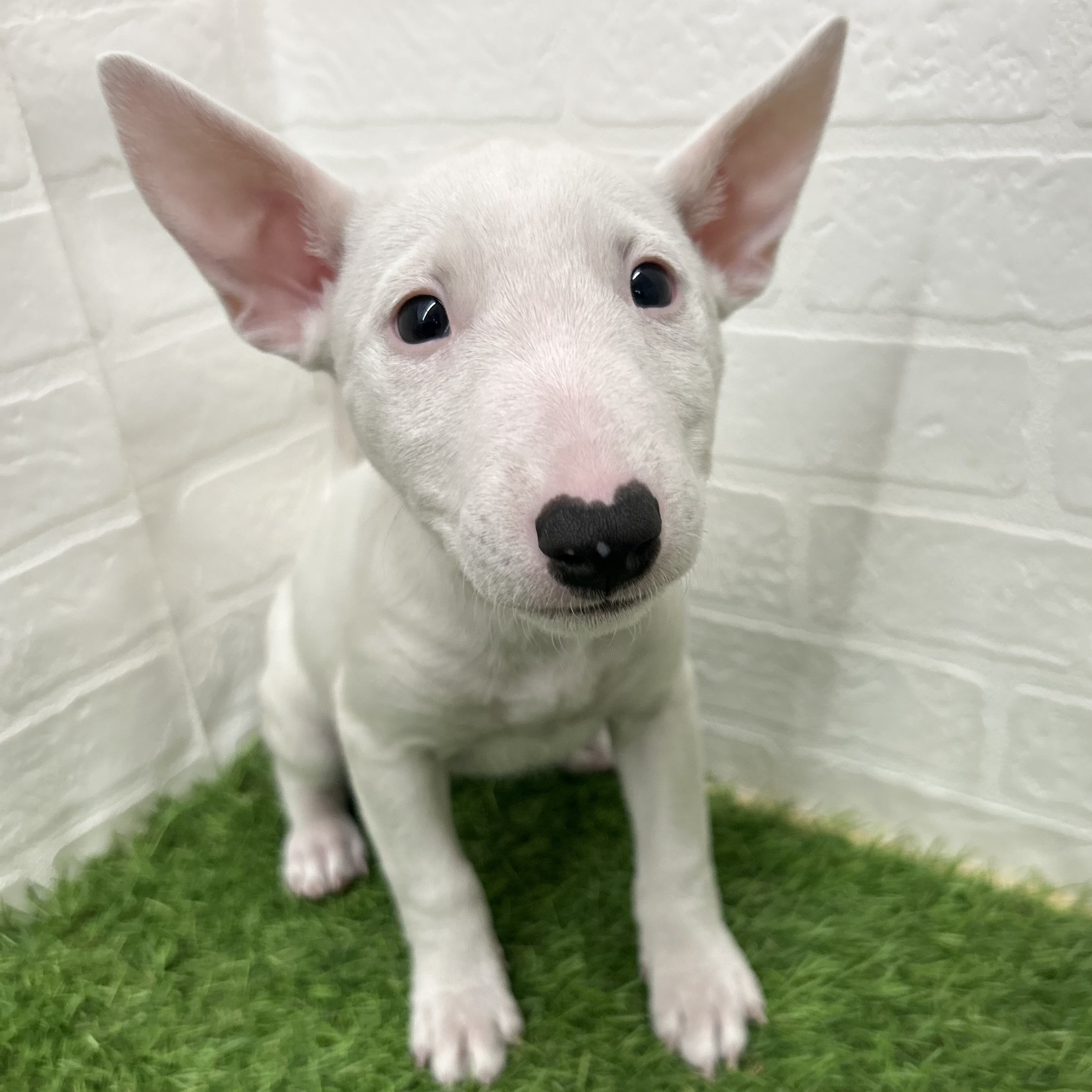 岐阜県のミニチュアブルテリア (ワンニャンハウス岐阜柳津店/2025年8月26日生まれ/女の子/ホワイト)の子犬の2枚目の画像