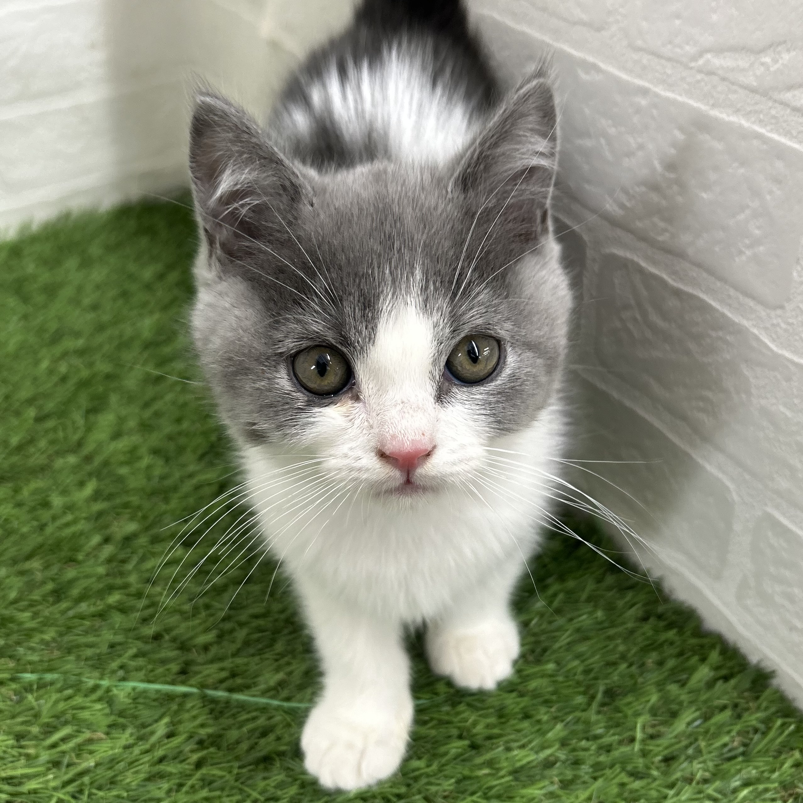 岐阜県のブリティッシュショートヘアー (ワンニャンハウス岐阜柳津店/2025年10月28日生まれ/男の子/ブルーホワイト)の子猫