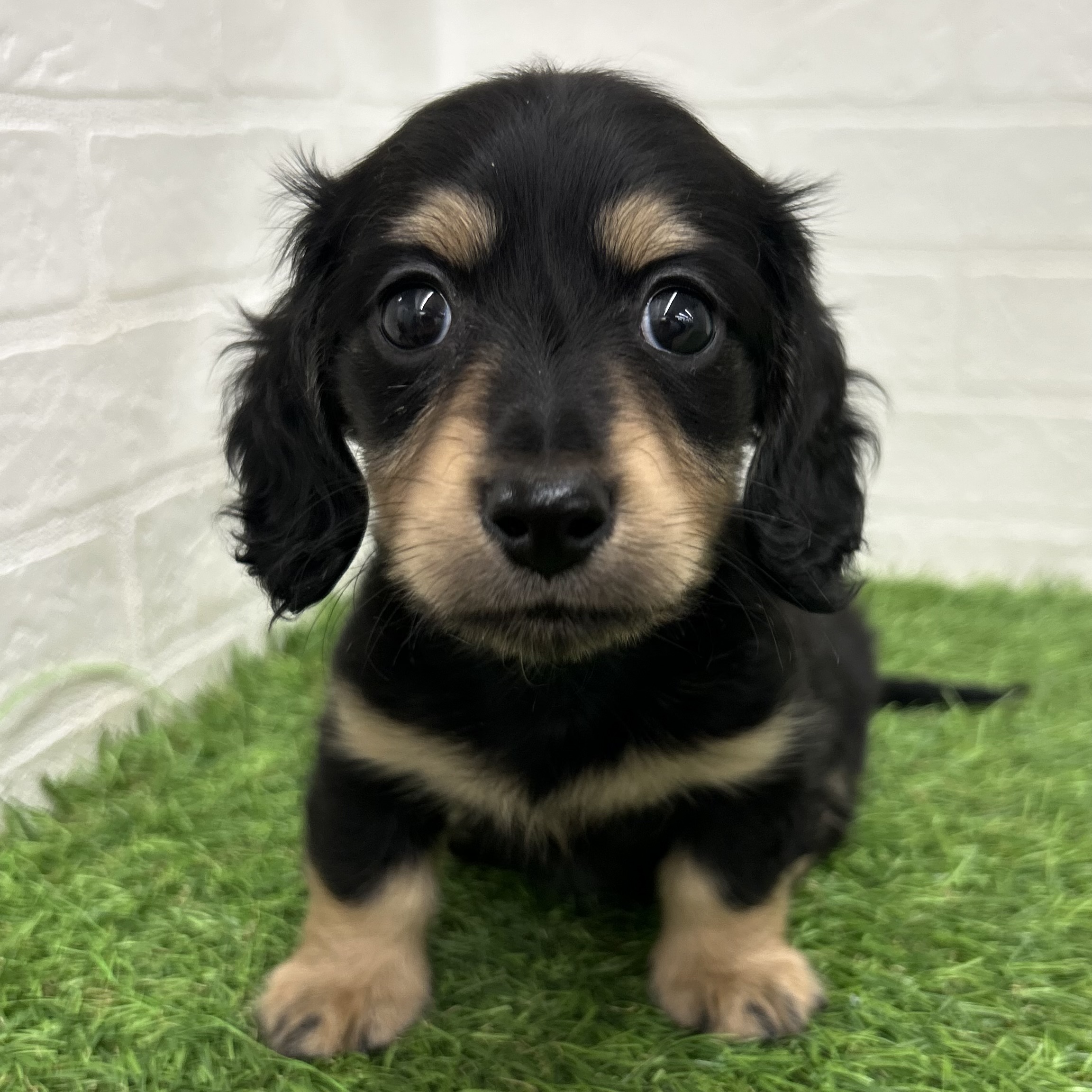 岐阜県のカニンヘンダックスフンド(ロング) (ワンニャンハウス岐阜柳津店/2025年12月28日生まれ/女の子/ブラックタン)の子犬の1枚目の画像