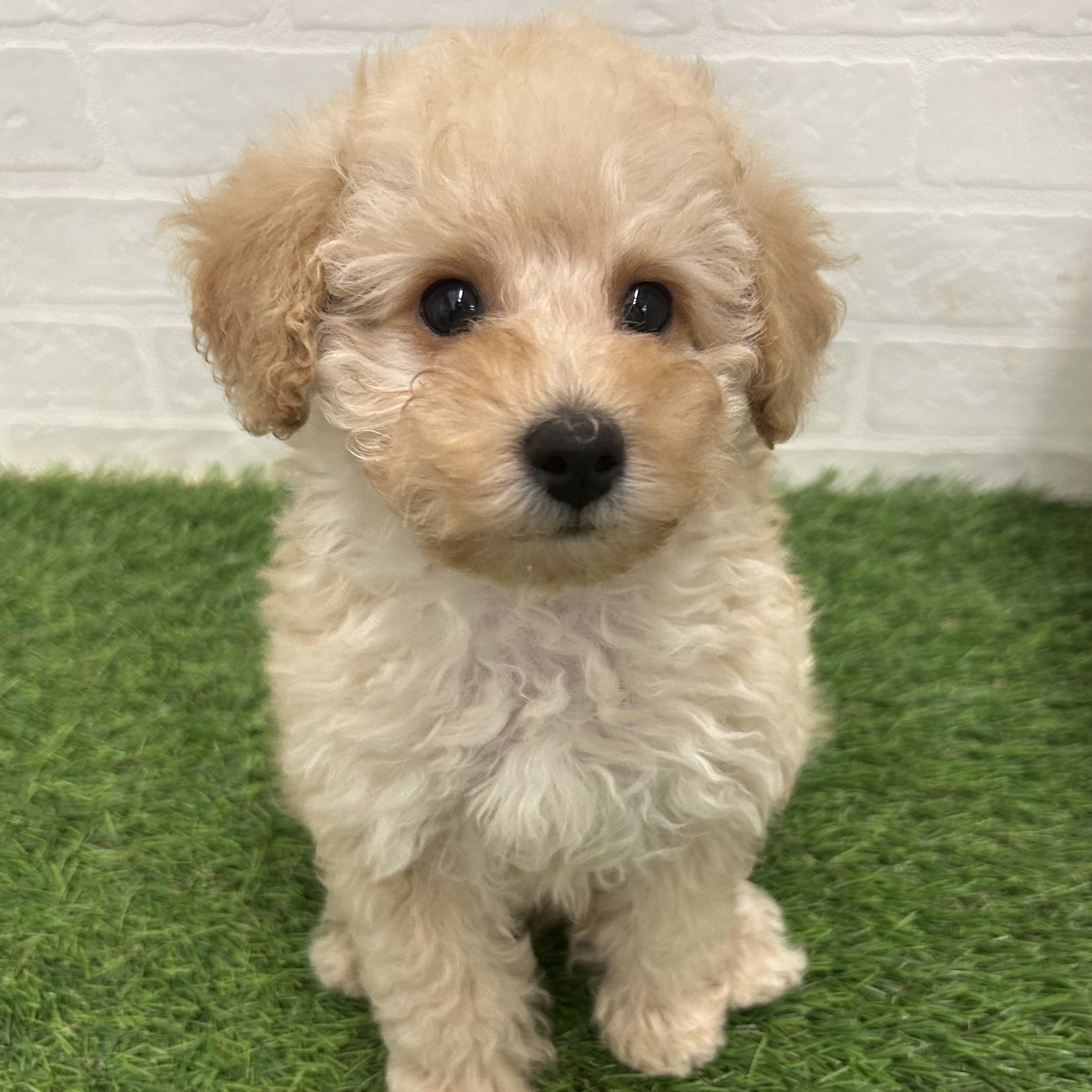 岐阜県のトイプードル(トイ) (ワンニャンハウス岐阜柳津店/2025年10月23日生まれ/男の子/クリーム)の子犬の1枚目の画像