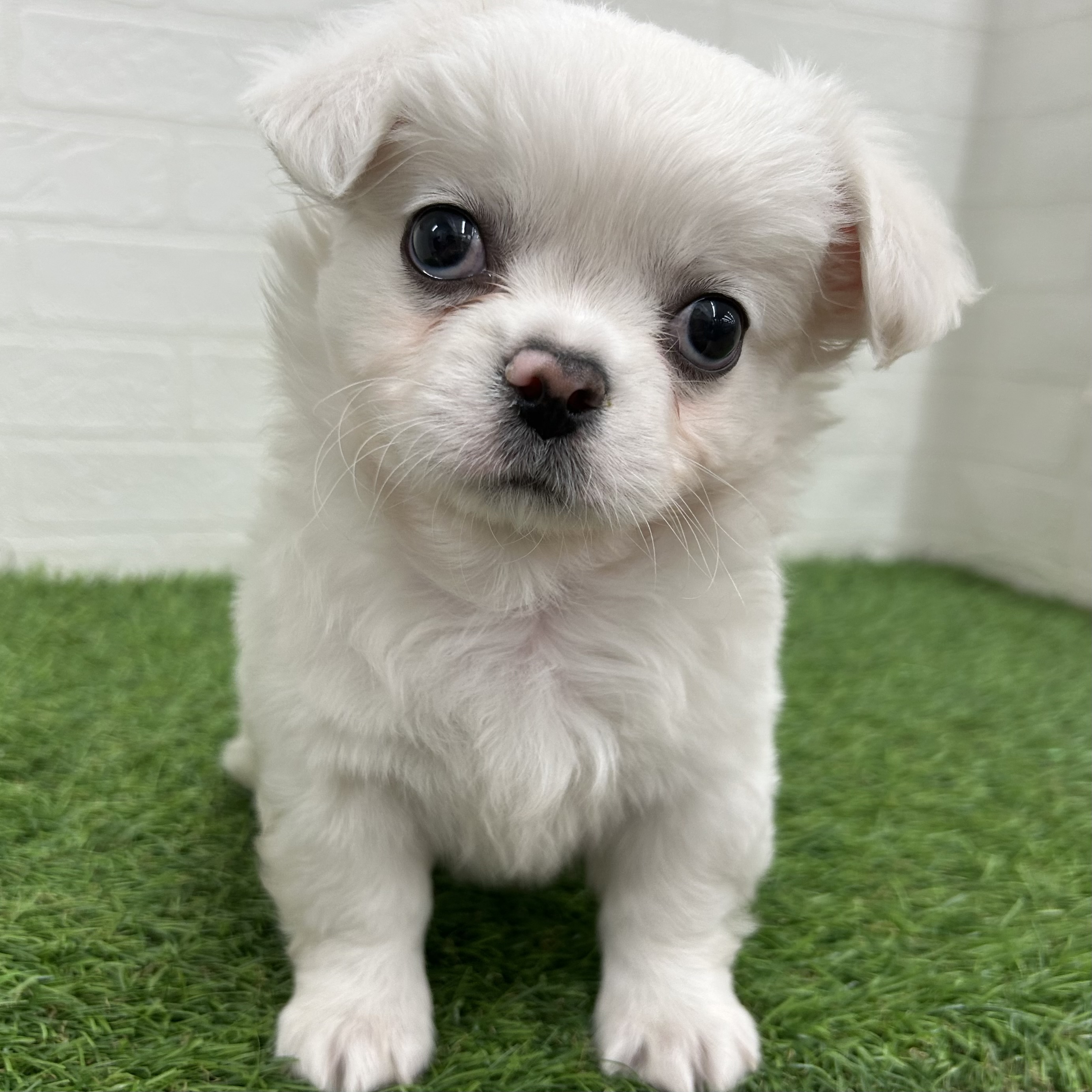 岐阜県のハーフ犬・ミックス犬 (ワンニャンハウス岐阜柳津店/2025年9月7日生まれ/男の子/ホワイト)の子犬の1枚目の画像