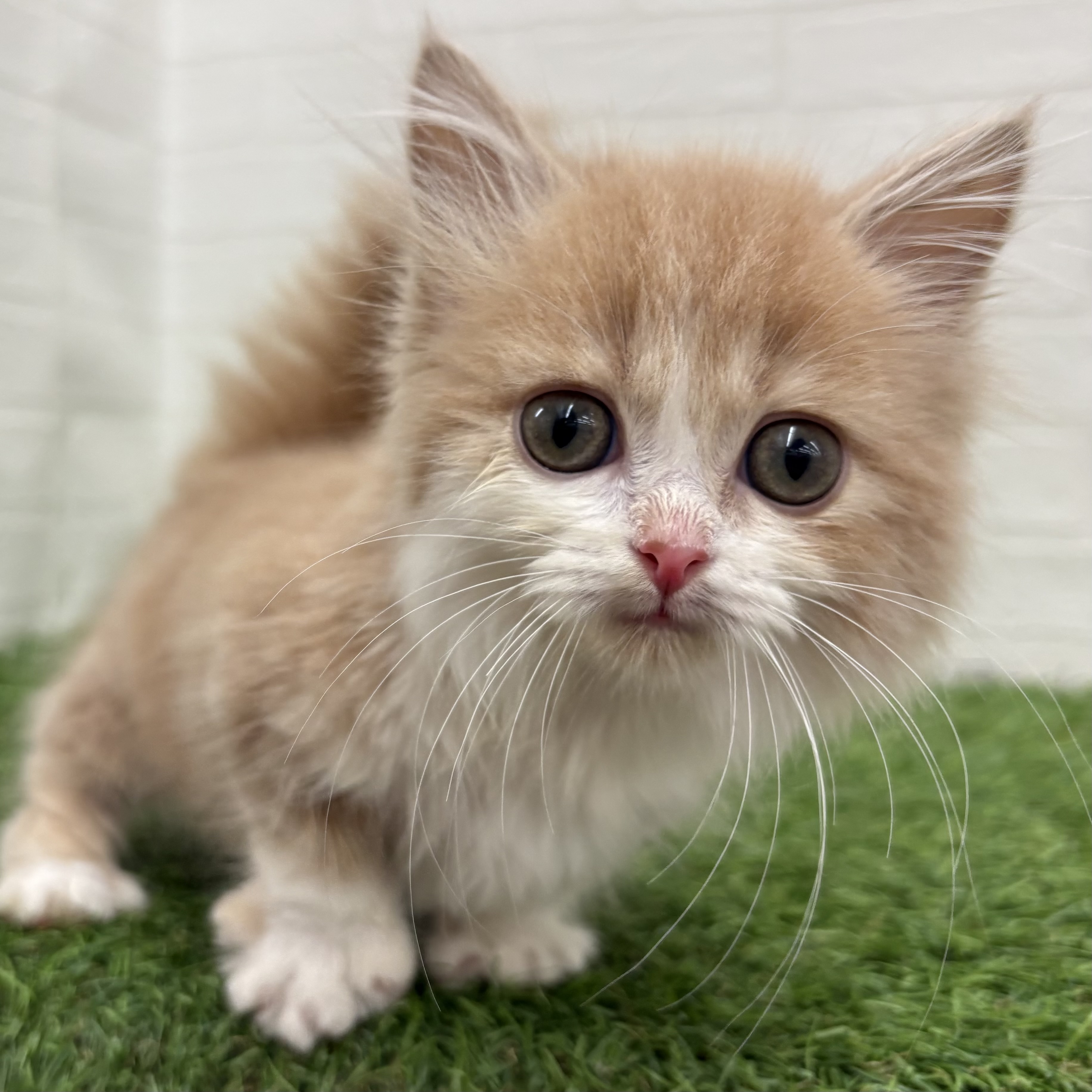 岐阜県のマンチカン (ワンニャンハウス岐阜柳津店/2026年2月24日生まれ/男の子/クリームタビーホワイト)の子猫の4枚目の画像