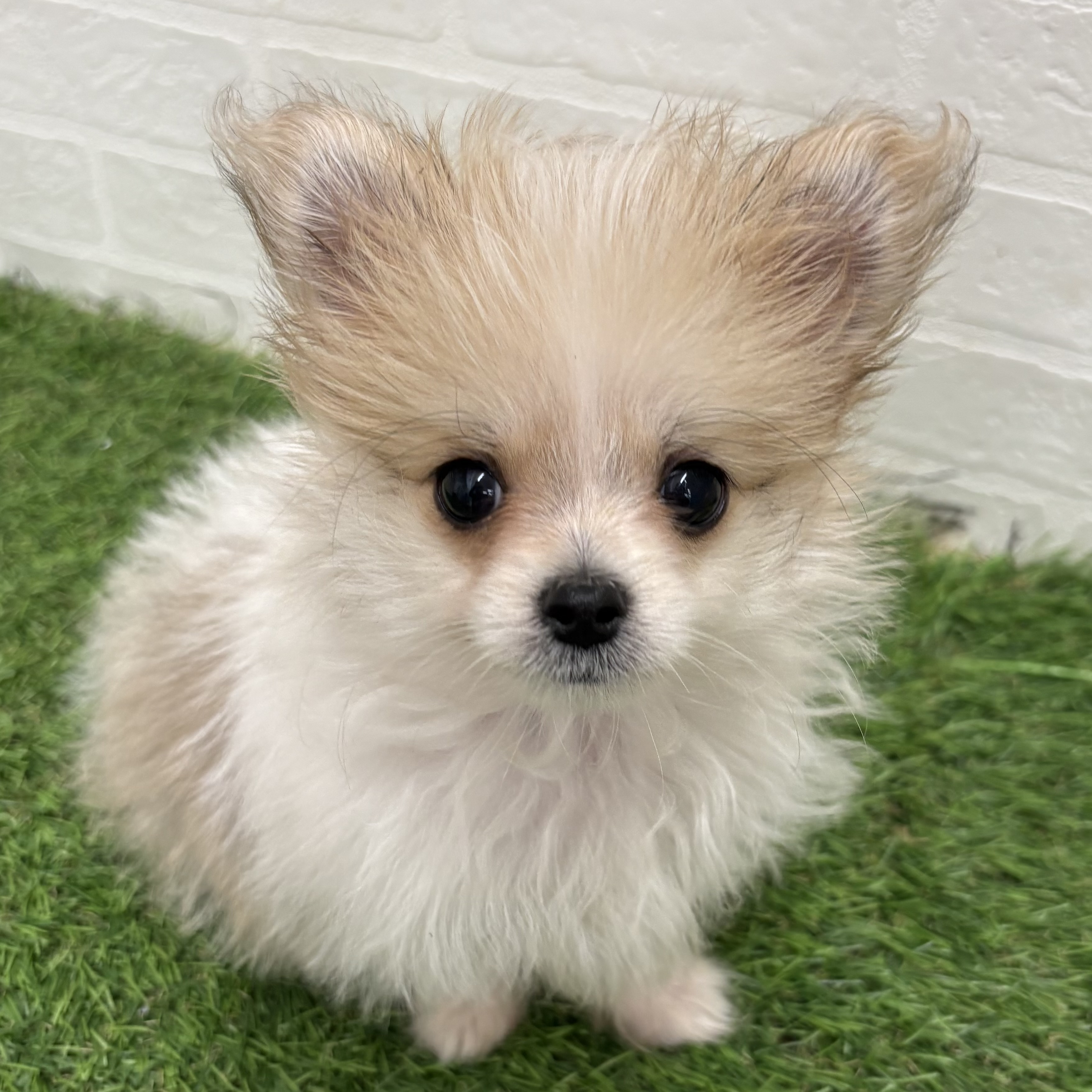 岐阜県のハーフ犬・ミックス犬 (ワンニャンハウス岐阜柳津店/2026年1月24日生まれ/女の子/レッドホワイト)の子犬の4枚目の画像