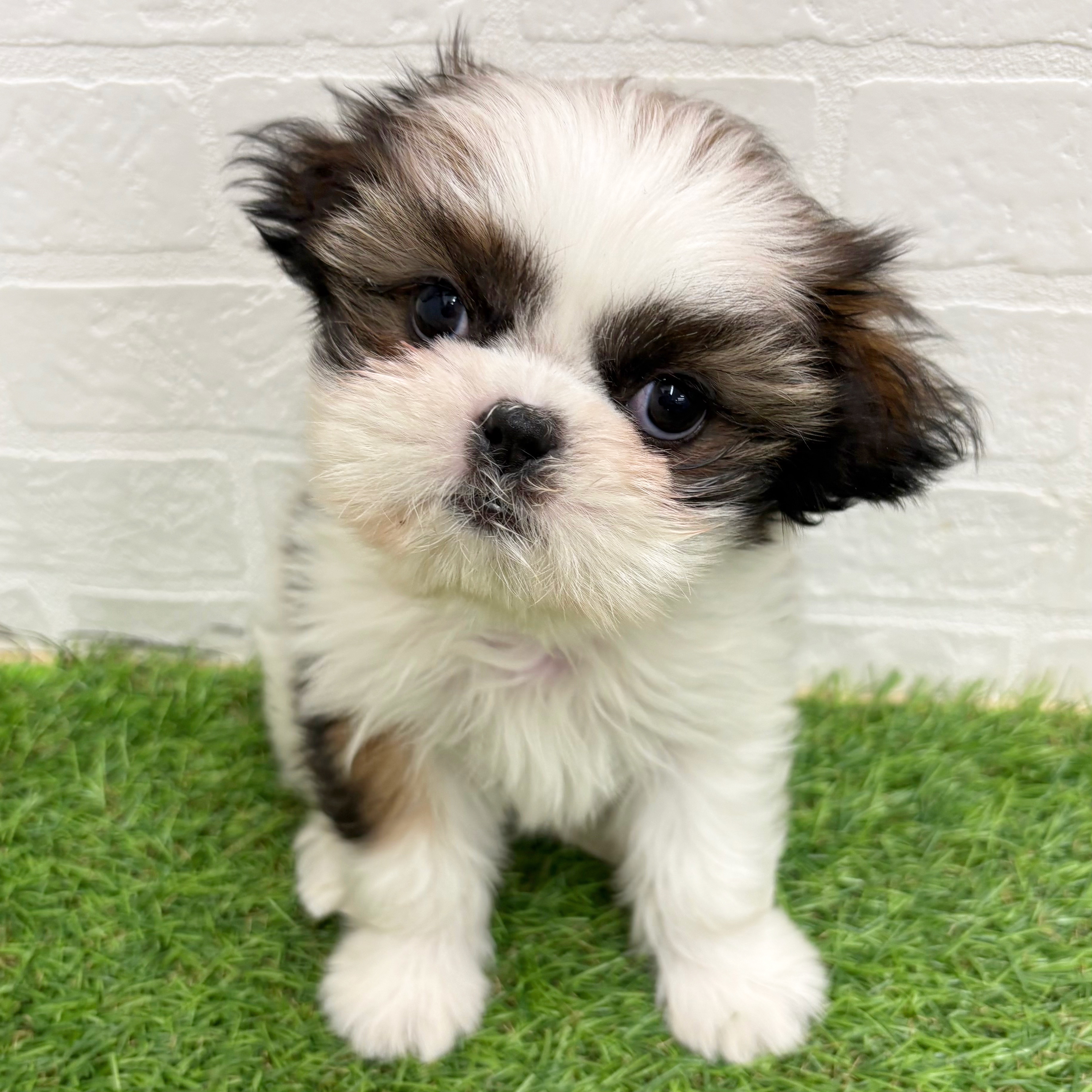 岐阜県のシーズー (ワンニャンハウス岐阜柳津店/2026年1月18日生まれ/女の子/ゴールドホワイト)の子犬の1枚目の画像