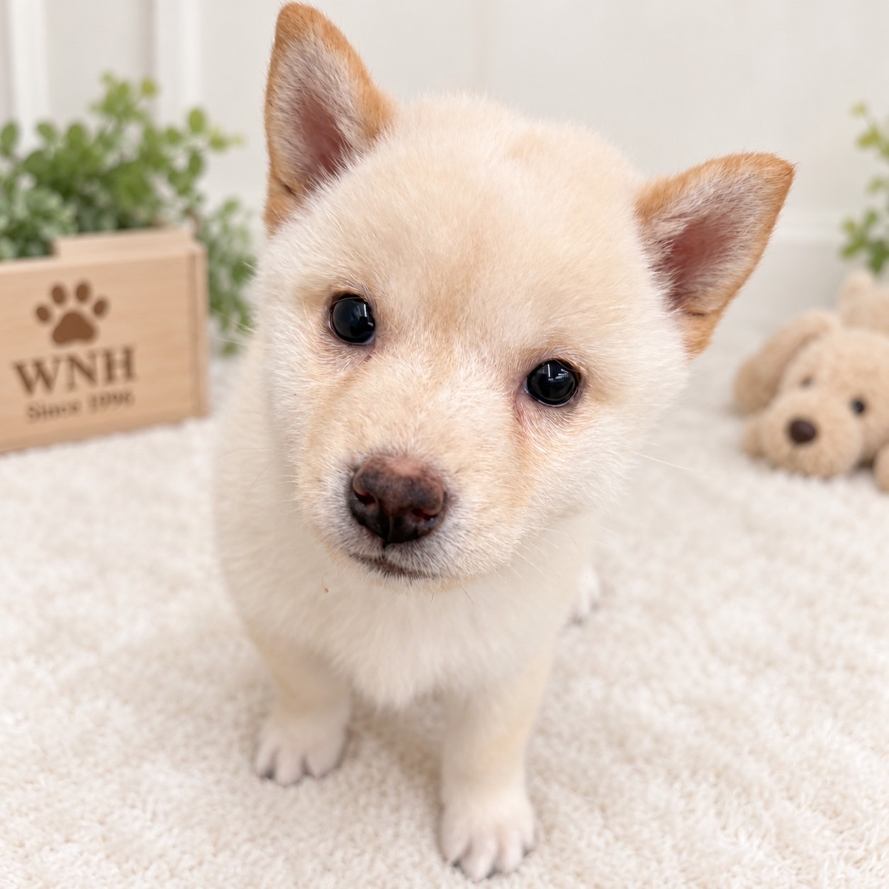 2026年8月10日生まれの柴犬(標準サイズ)