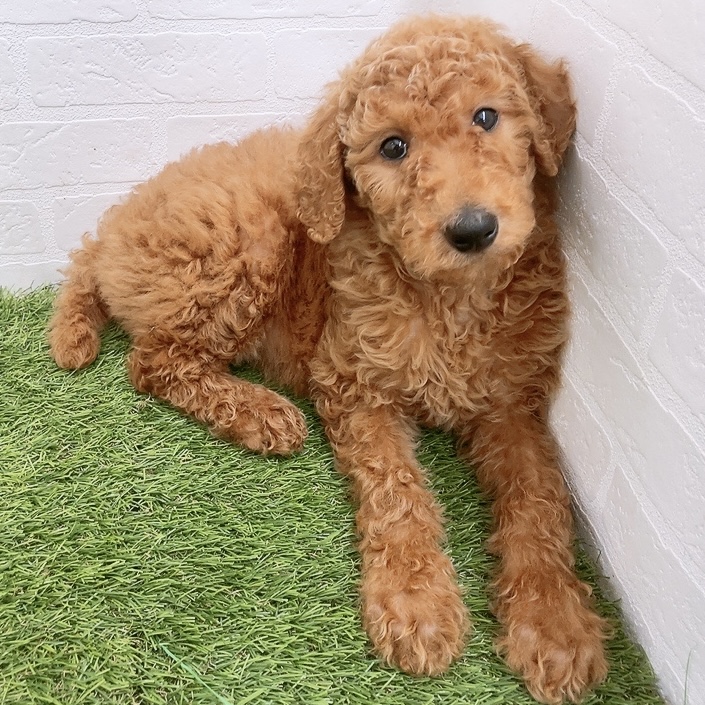 岐阜県のスタンダードプードル (ワンニャンハウス岐阜柳津店/2025年11月17日生まれ/女の子/レッド)の子犬の3枚目の画像