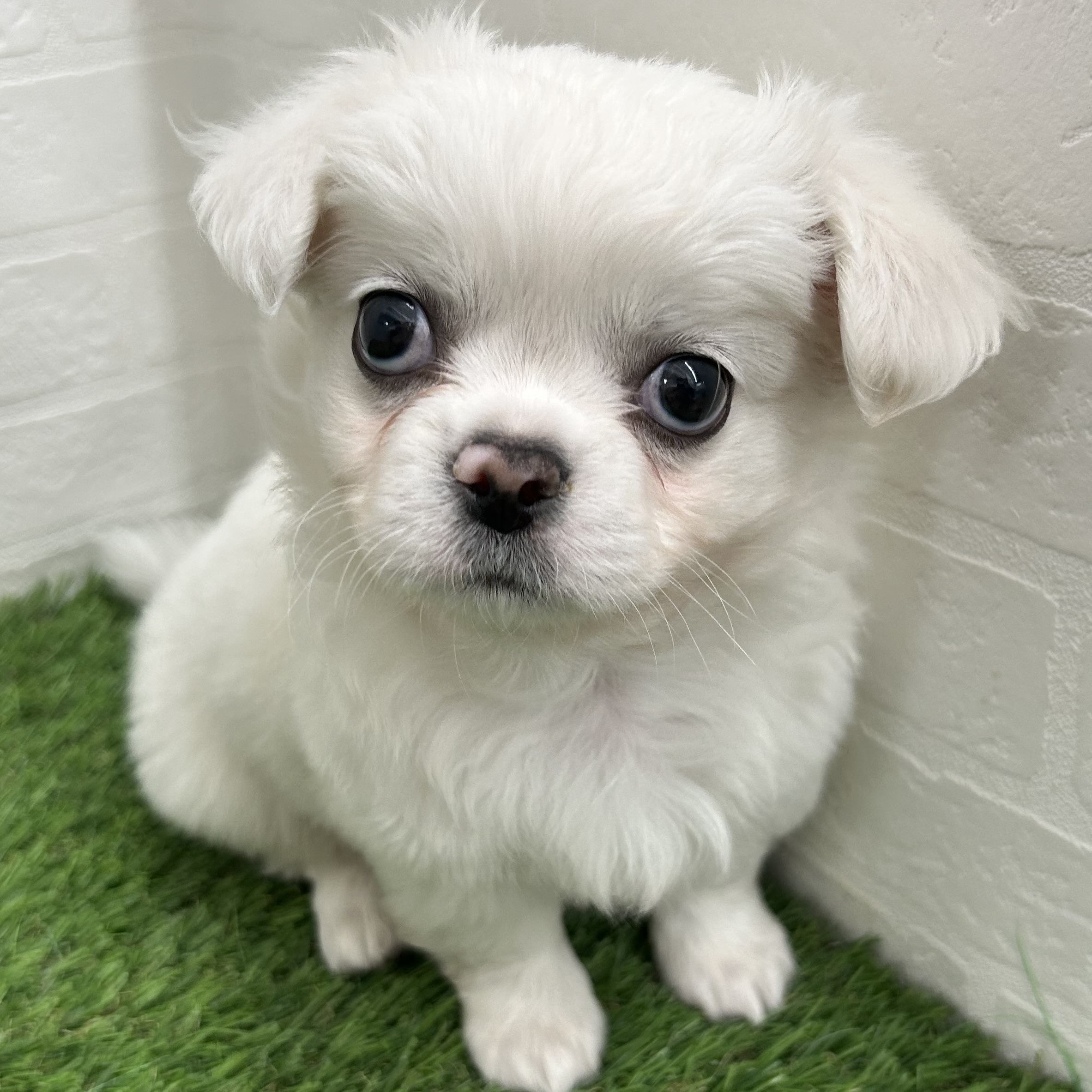 岐阜県のハーフ犬・ミックス犬 (ワンニャンハウス岐阜柳津店/2025年9月7日生まれ/男の子/ホワイト)の子犬の2枚目の画像