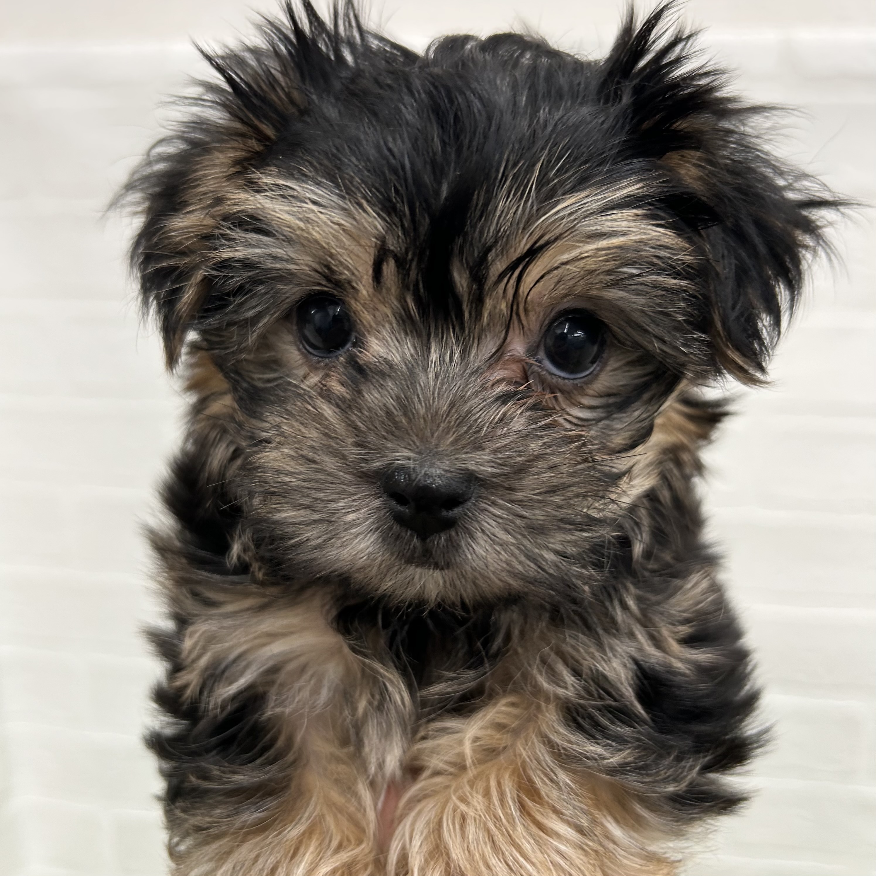 岐阜県のマルキー/マルヨーキー(マルチーズ×ヨークシャーテリア) (ワンニャンハウス岐阜柳津店/2025年10月16日生まれ/男の子/スチールブルータン)の子犬