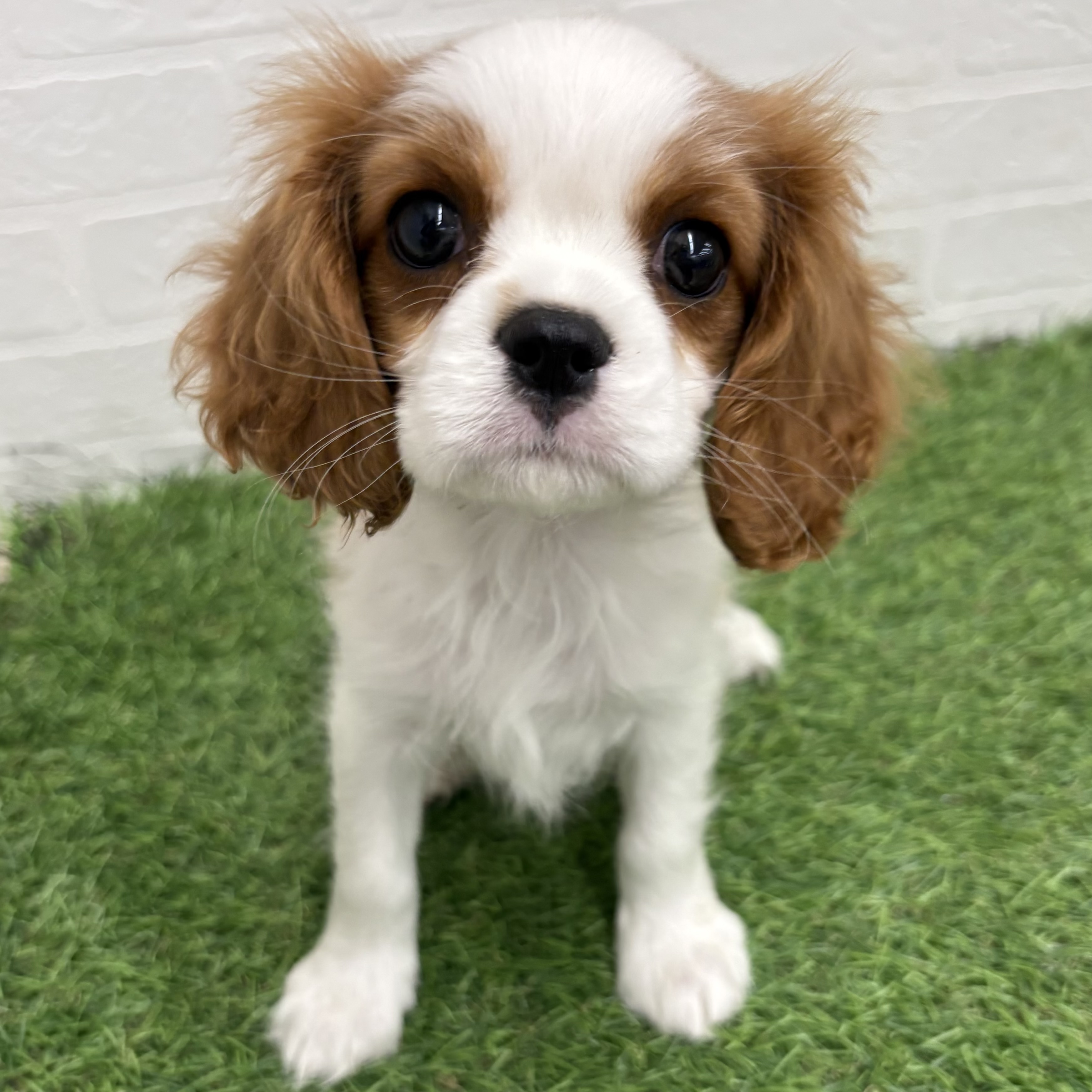 岐阜県のキャバリアキングチャールズスパニエル (ワンニャンハウス岐阜柳津店/2026年2月8日生まれ/女の子/ブレンハイム)の子犬