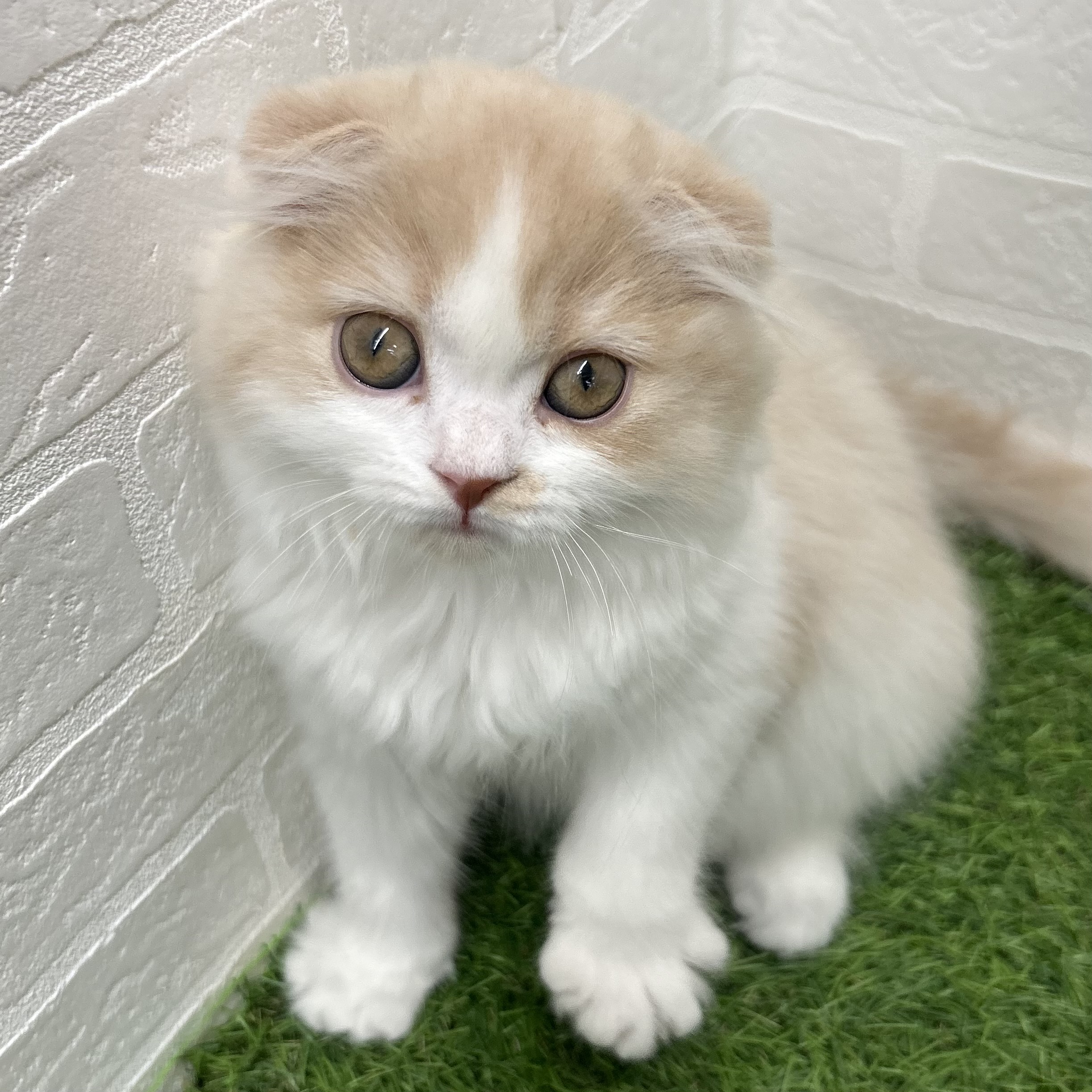 岐阜県のスコティッシュフォールド (ワンニャンハウス岐阜柳津店/2026年2月8日生まれ/女の子/クリームタビ-&ホワイト)の子猫の2枚目の画像