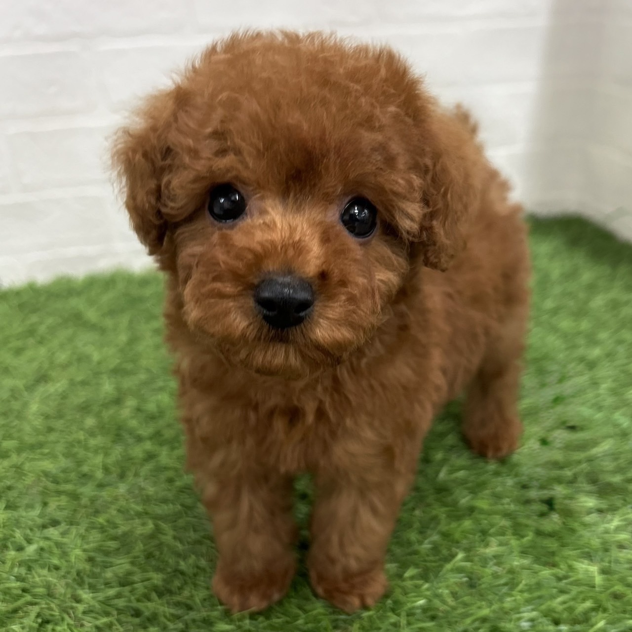 岐阜県のトイプードル(トイ) (ワンニャンハウス岐阜柳津店/2026年2月23日生まれ/男の子/レッド)の子犬の2枚目の画像