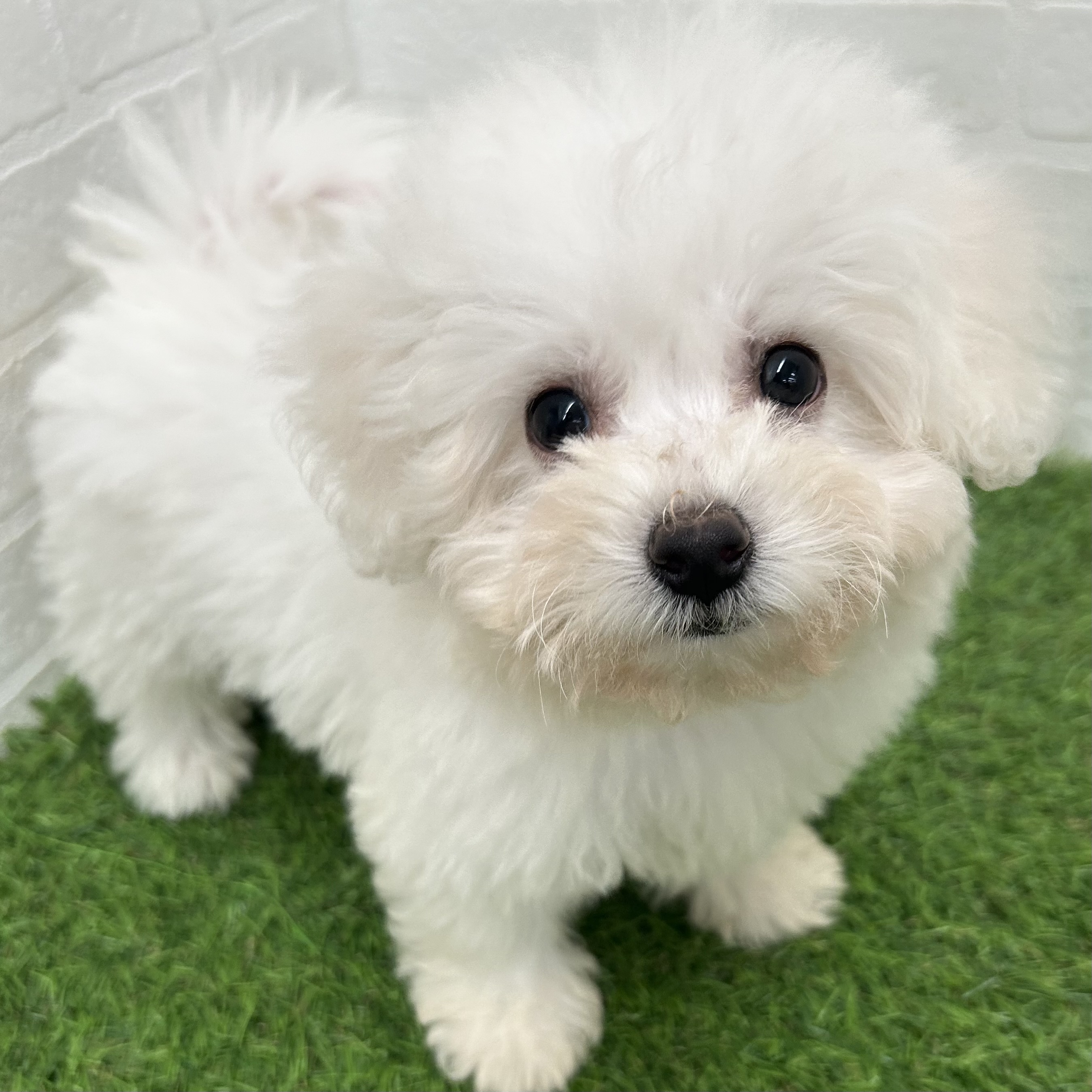 岐阜県のビションフリーゼ (ワンニャンハウス岐阜柳津店/2025年9月17日生まれ/男の子/ホワイト)の子犬の3枚目の画像