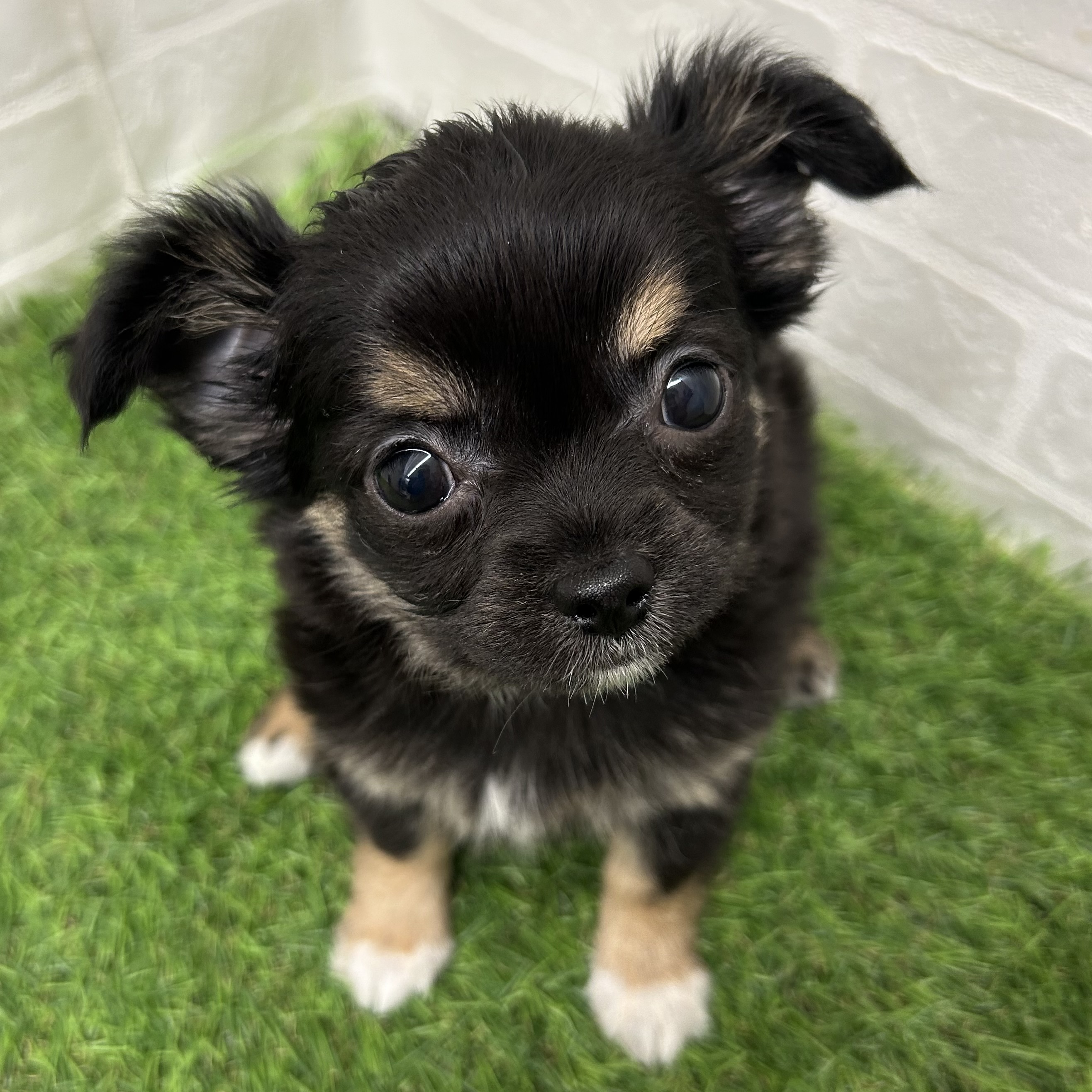 岐阜県のチワワ(ロング) (ワンニャンハウス岐阜柳津店/2025年10月26日生まれ/女の子/ブラッククリームホワイト)の子犬の2枚目の画像