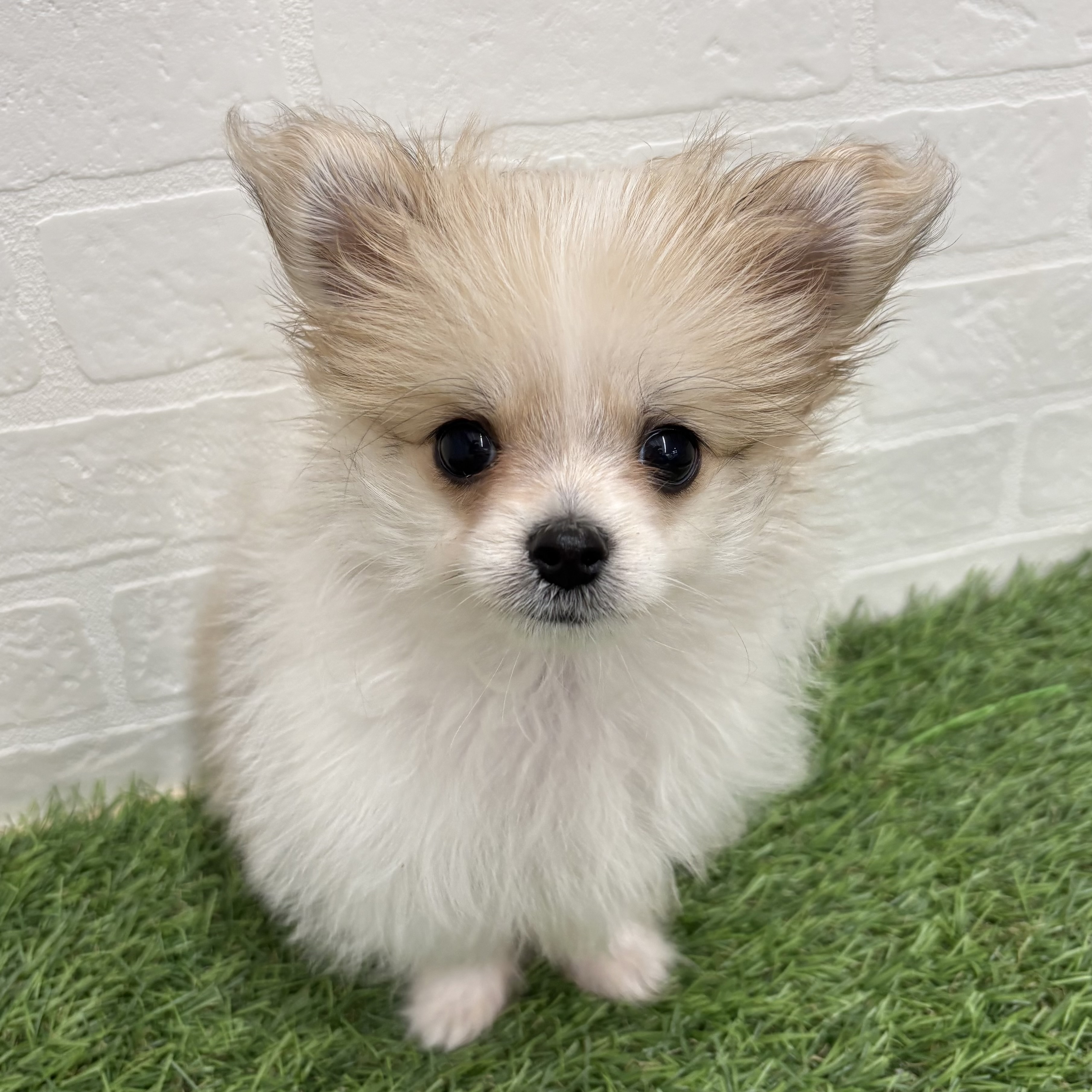 岐阜県のハーフ犬・ミックス犬 (ワンニャンハウス岐阜柳津店/2026年1月24日生まれ/女の子/レッドホワイト)の子犬の2枚目の画像