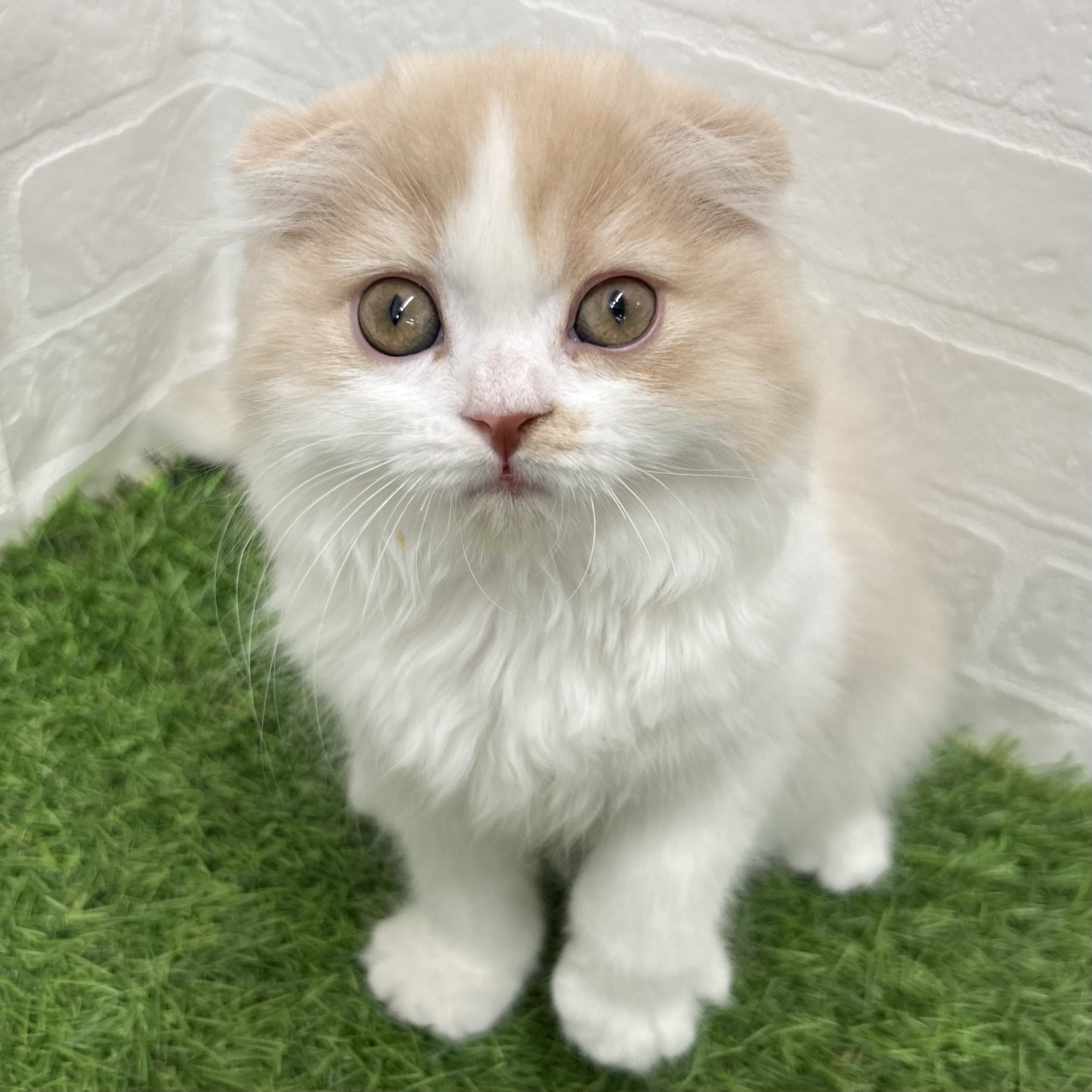 2026年2月8日生まれのスコティッシュフォールド