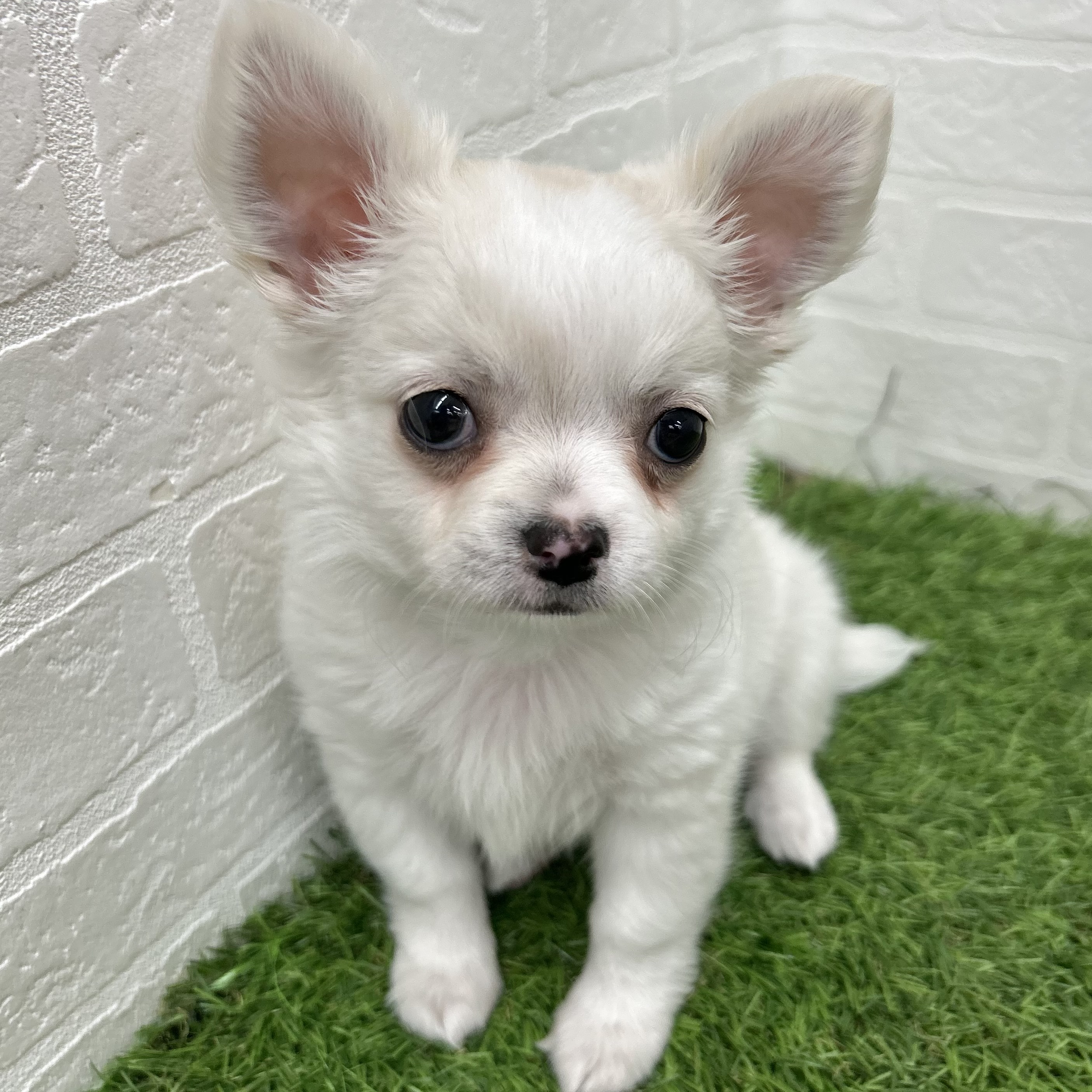 岐阜県のチワワ(ロング) (ワンニャンハウス岐阜柳津店/2025年10月5日生まれ/男の子/クリーム)の子犬の2枚目の画像