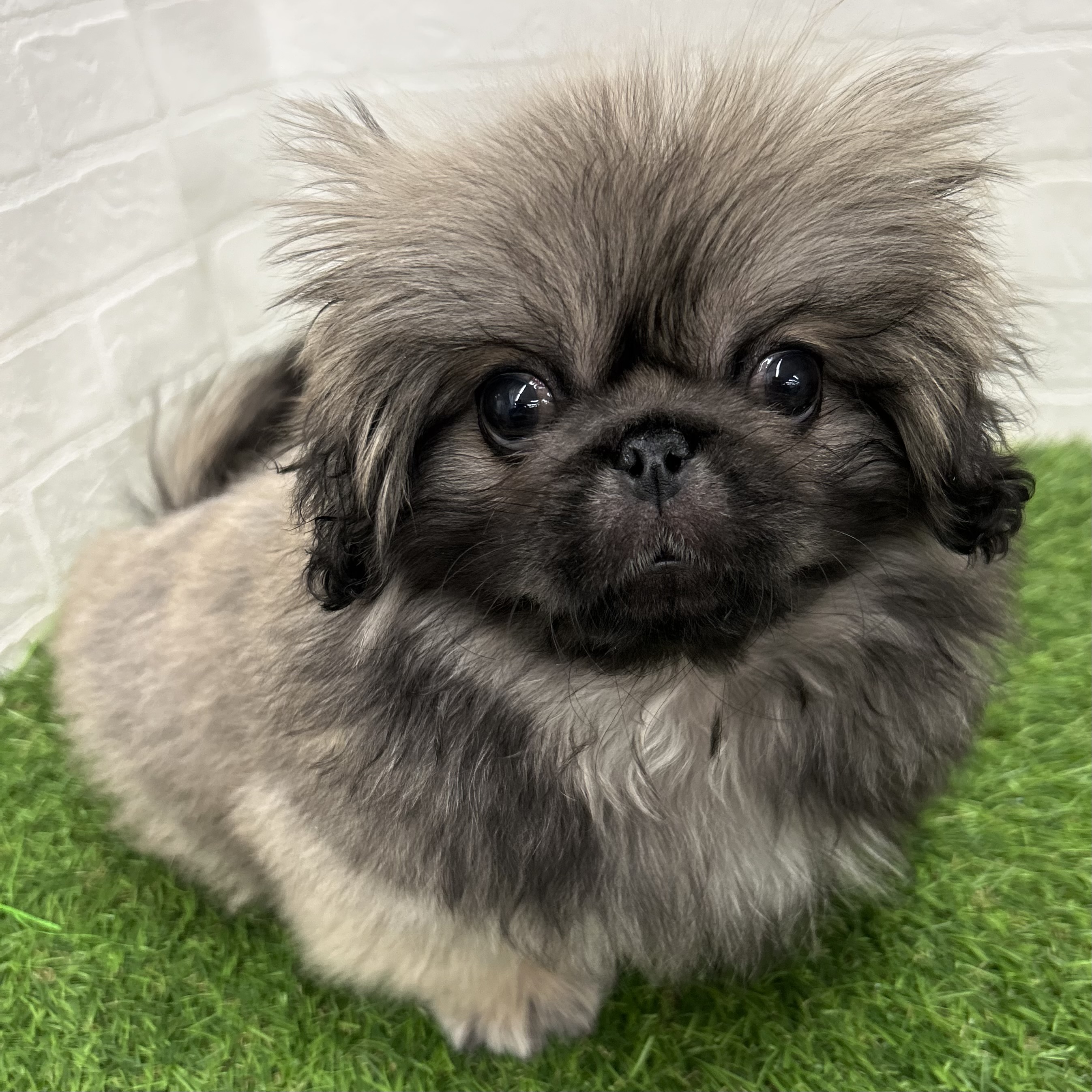 岐阜県のペキニーズ (ワンニャンハウス岐阜柳津店/2025年10月4日生まれ/男の子/フォーンホワイト)の子犬の2枚目の画像