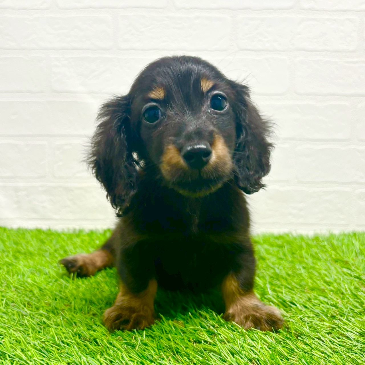 滋賀県のカニンヘンダックスフンド(ロング) (ワンニャンハウス草津店/2025年10月19日生まれ/男の子/ブラックタン)の子犬の1枚目の画像