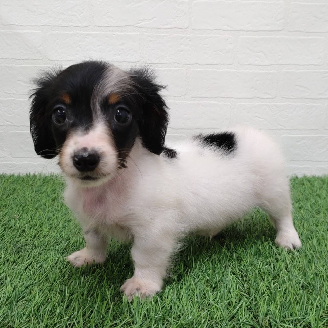 愛知県のミニチュアダックスフンド(ロング) (ワンニャンハウス津島店/2025年9月24日生まれ/男の子/ブラックタンパイボールド)の子犬の2枚目の画像