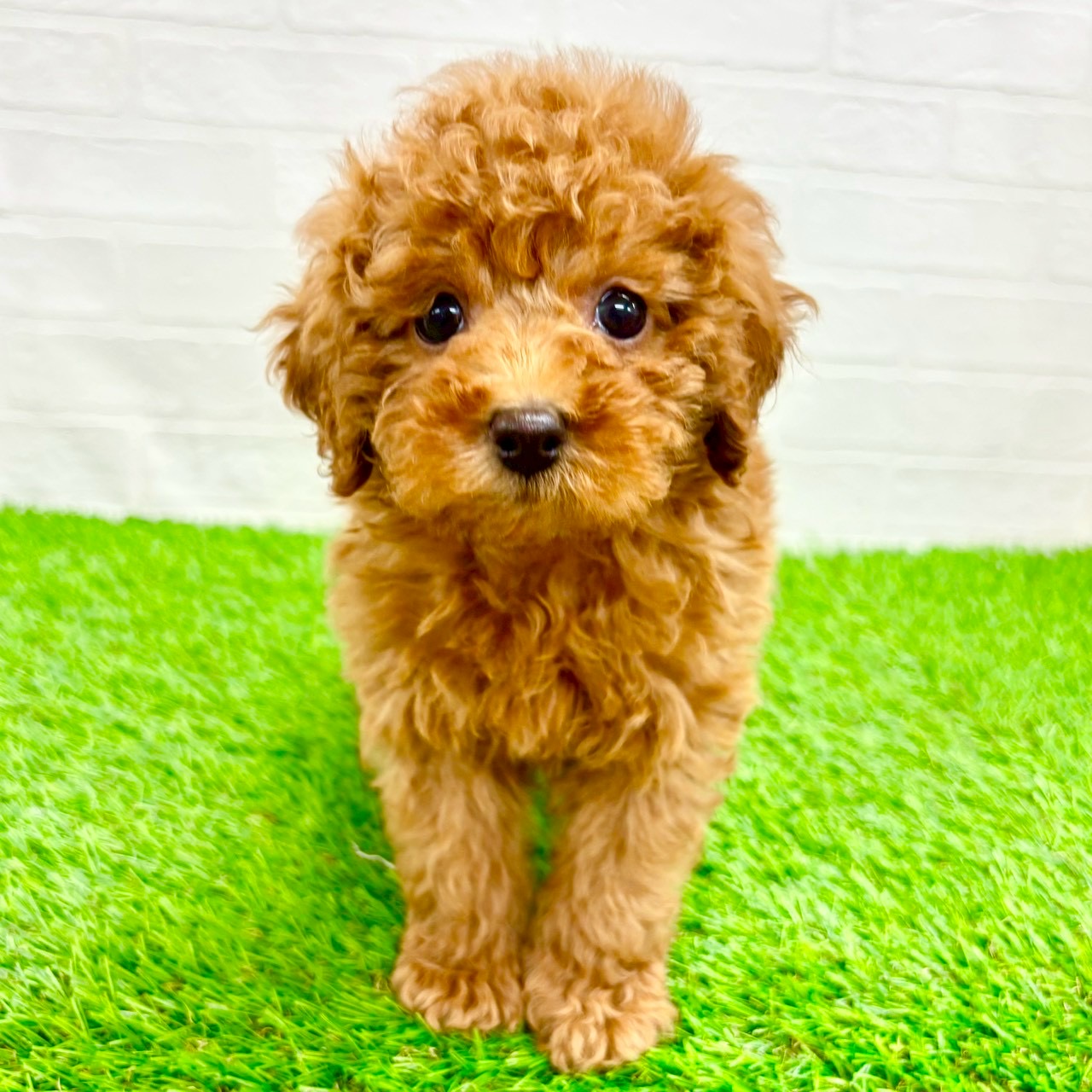 滋賀県のトイプードル(トイ) (ワンニャンハウス草津店/2026年1月25日生まれ/男の子/レッド)の子犬の1枚目の画像