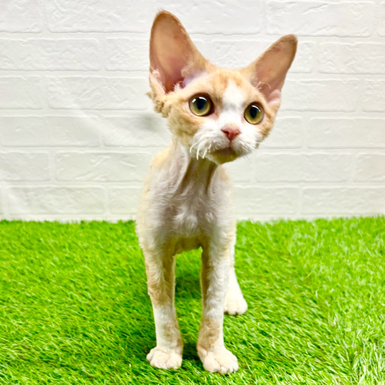 滋賀県のデボンレックス (ワンニャンハウス草津店/2025年7月14日生まれ/女の子/クリームホワイト)の子猫の2枚目の画像