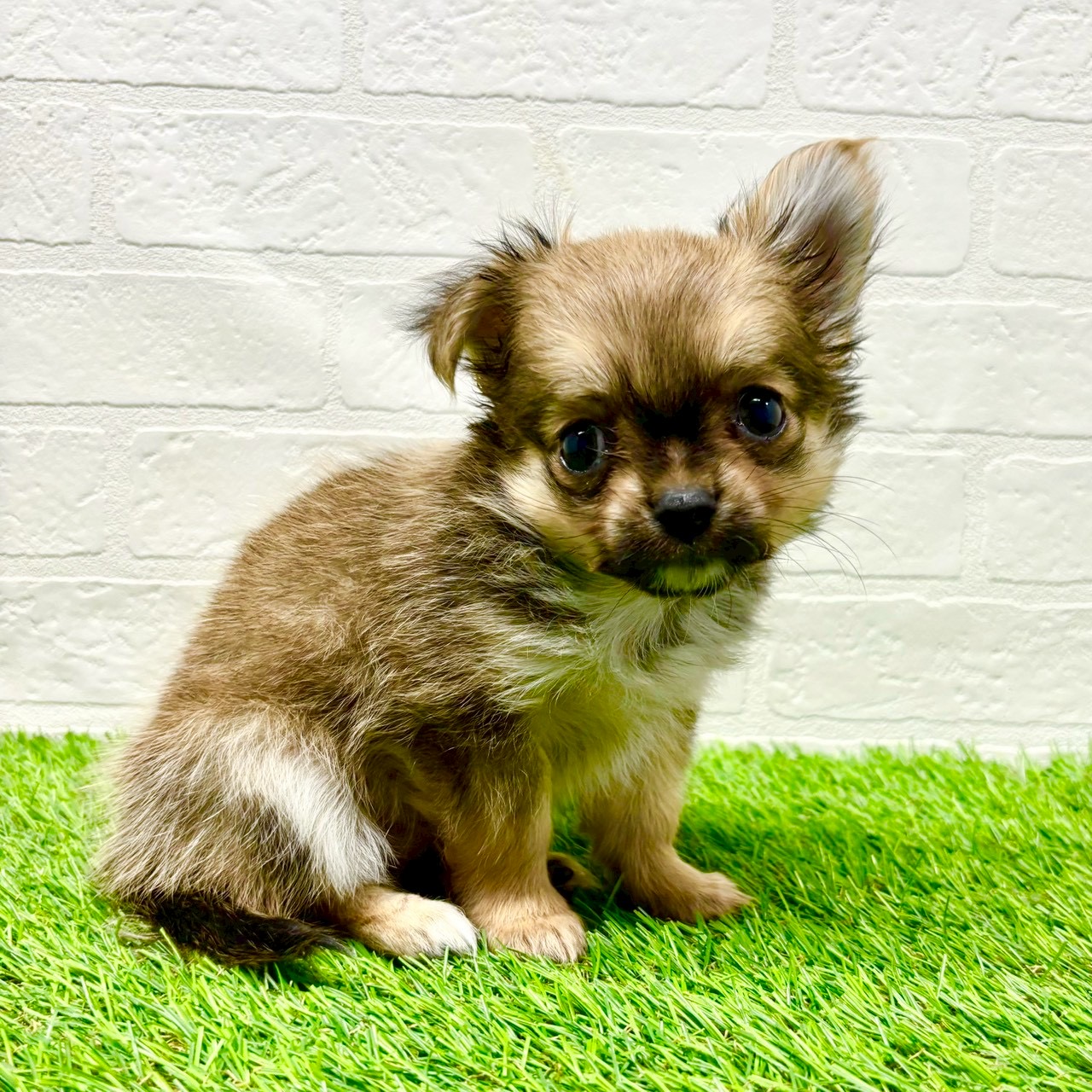 滋賀県のチワワ(ロング) (ワンニャンハウス草津店/2025年9月29日生まれ/男の子/セーブル)の子犬の3枚目の画像