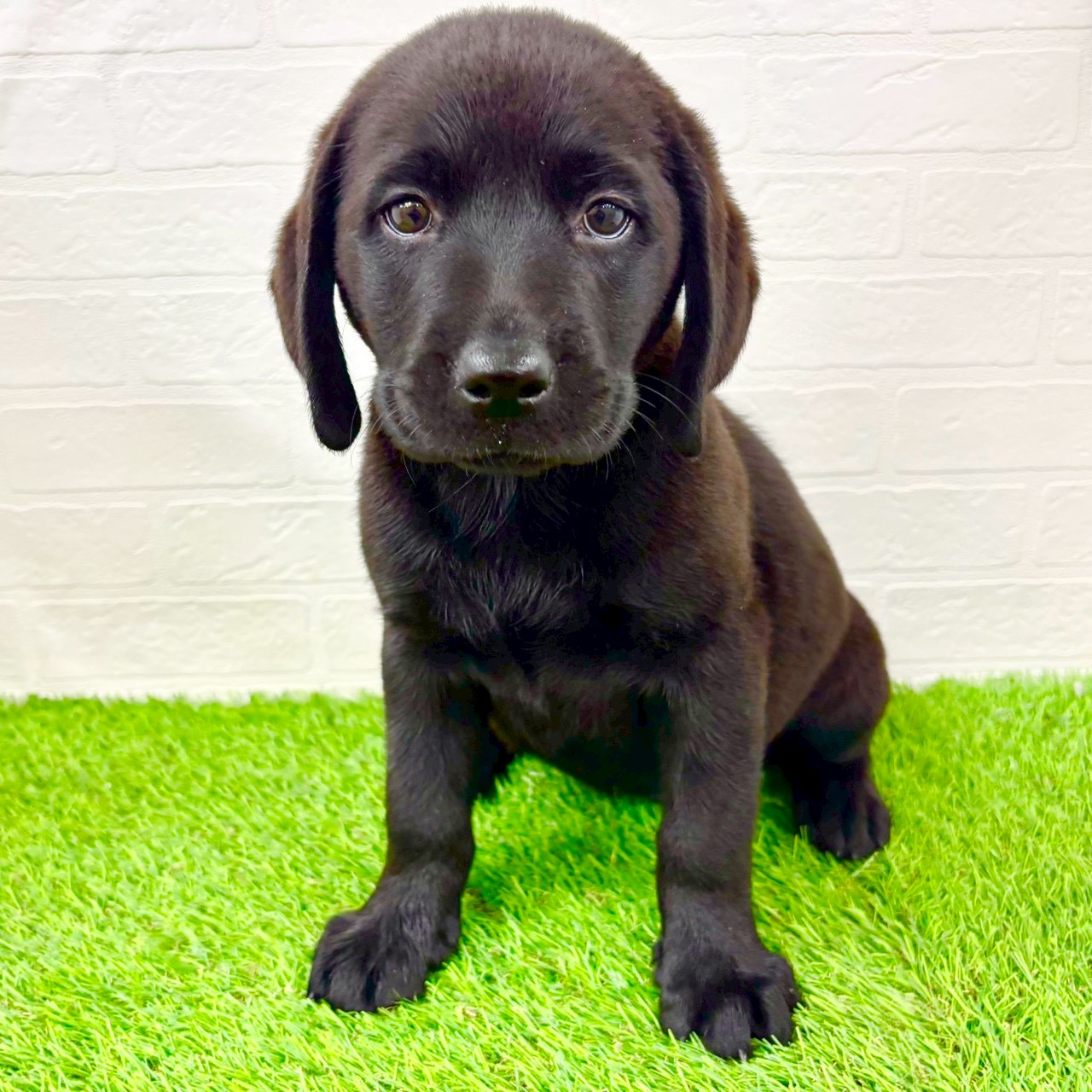 滋賀県のラブラドールレトリーバー (ワンニャンハウス草津店/2026年1月21日生まれ/女の子/ブラック)の子犬の1枚目の画像