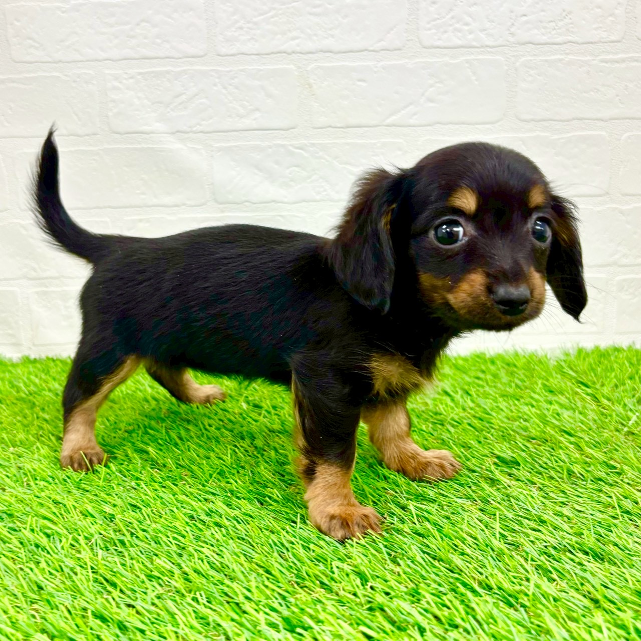 滋賀県のチワックス(チワワ×ダックス) (ワンニャンハウス草津店/2026年1月14日生まれ/女の子/ブラックタン)の子犬の3枚目の画像