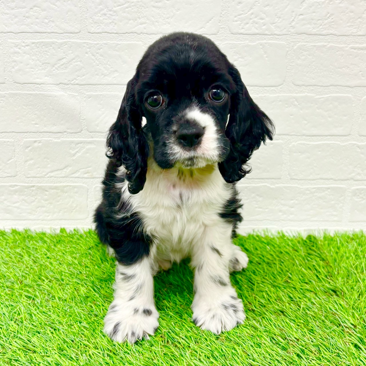 2026年1月3日生まれのアメリカンコッカースパニエル