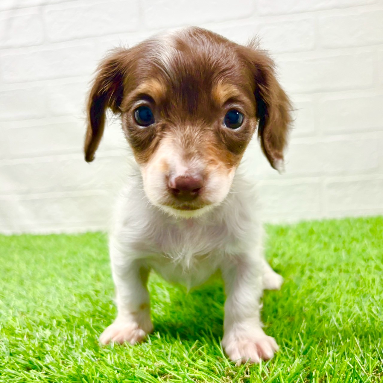 滋賀県のミニチュアダックスフンド(ロング) (ワンニャンハウス草津店/2025年10月23日生まれ/女の子/チョコレートタンパイボールド)の子犬の1枚目の画像