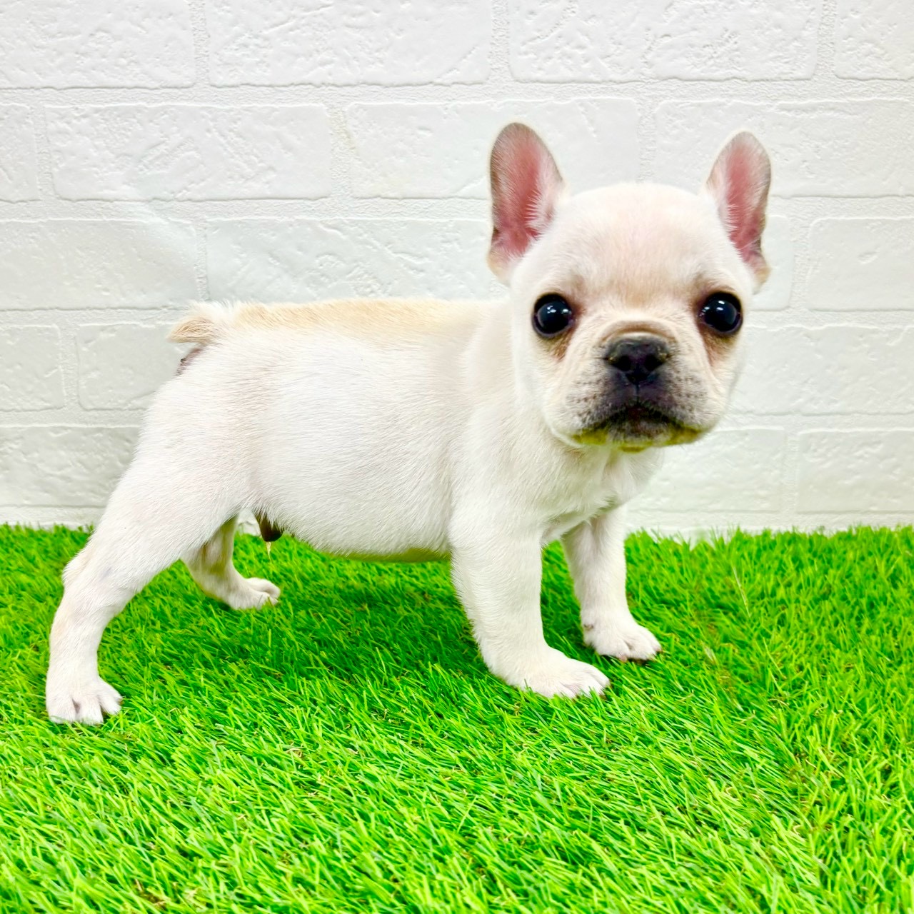 滋賀県のフレンチブルドッグ (ワンニャンハウス草津店/2026年1月12日生まれ/男の子/クリーム)の子犬の3枚目の画像