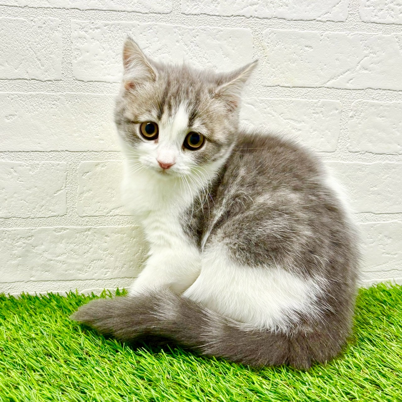 滋賀県のスコティッシュフォールド (ワンニャンハウス草津店/2025年9月29日生まれ/女の子/ブルータビーホワイト)の子猫の1枚目の画像