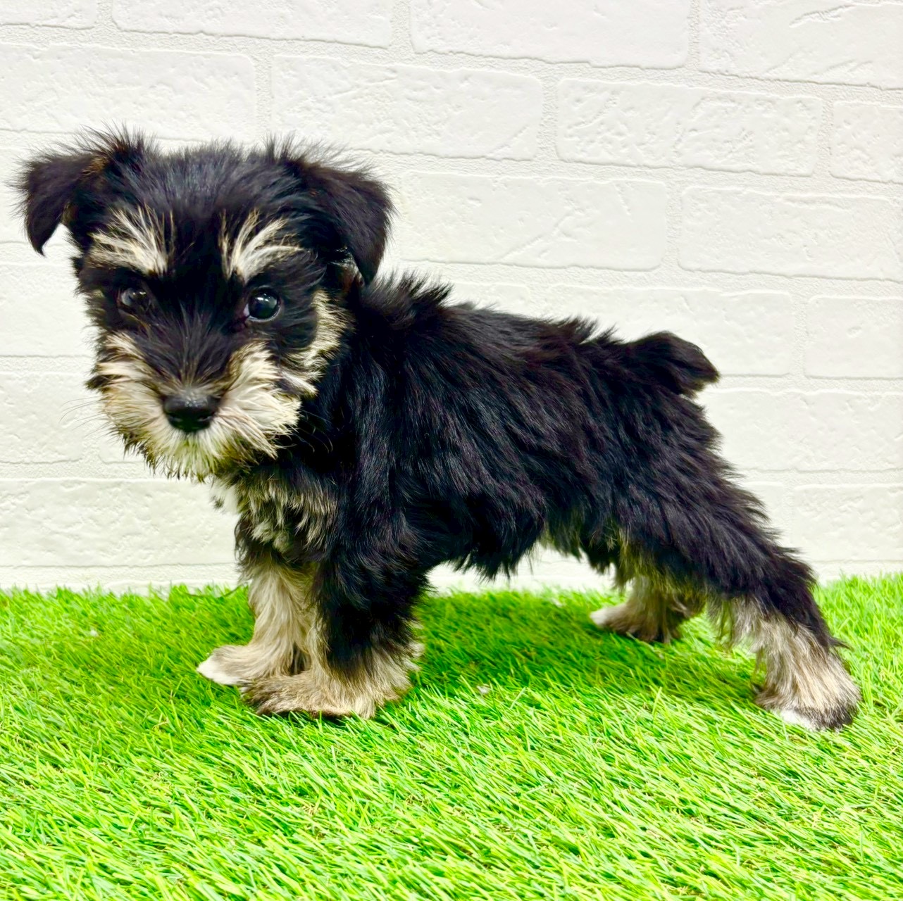 滋賀県のミニチュアシュナウザー (ワンニャンハウス草津店/2026年1月2日生まれ/女の子/ブラックシルバー)の子犬の4枚目の画像