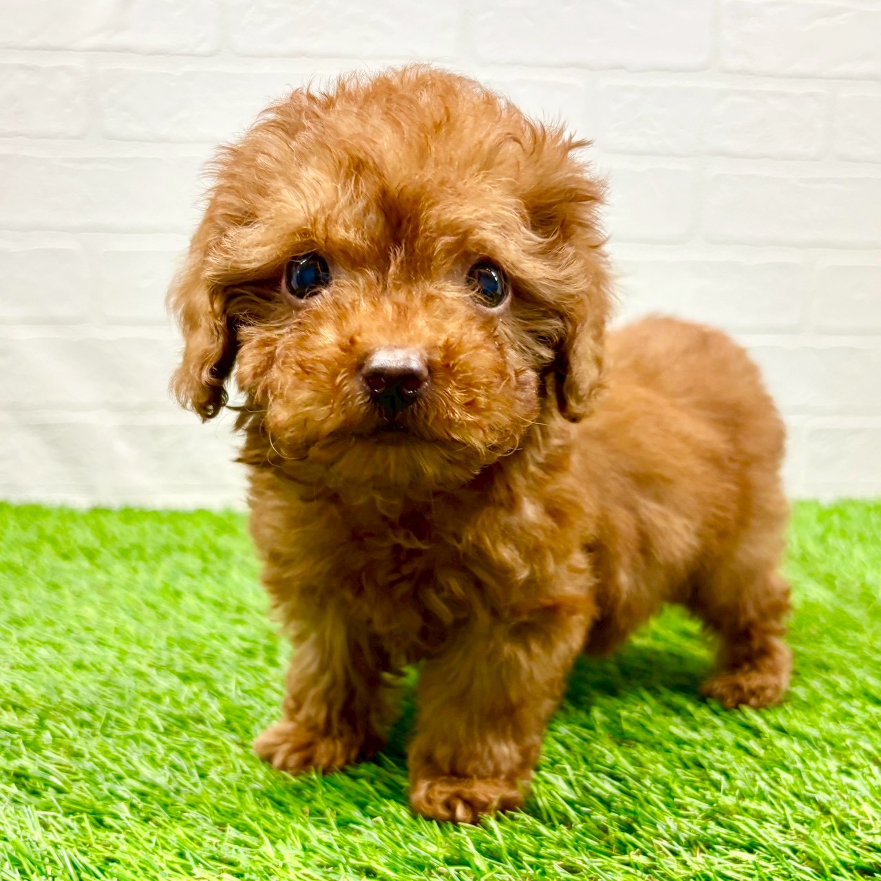 滋賀県のトイプードル(トイ) (ワンニャンハウス草津店/2025年11月15日生まれ/男の子/レッド)の子犬の4枚目の画像