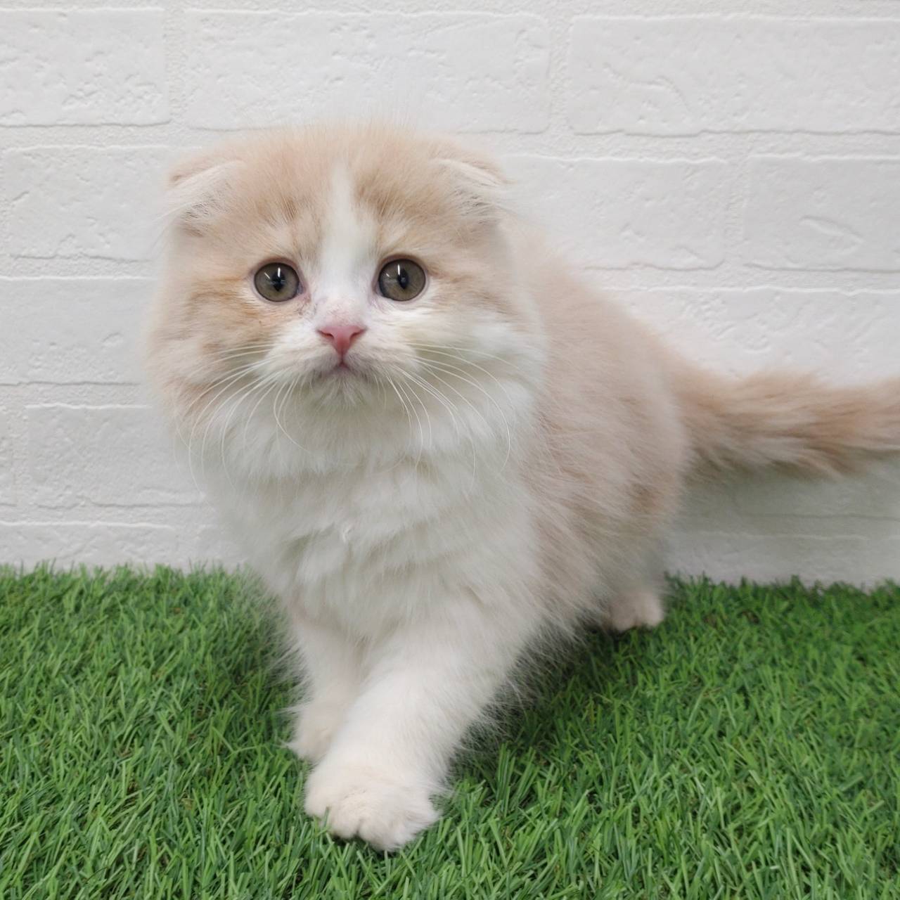 愛知県のスコティッシュフォールド (ワンニャンハウス津島店/2025年10月6日生まれ/男の子/クリームタビーホワイト)の子猫の4枚目の画像